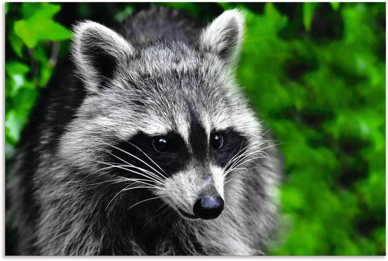 Artland Alu-Dibond-Druck »Waschbär«, Wald, (1 St.), für Innen- und Aussenbereich geeignet, Outdoorbild von Artland