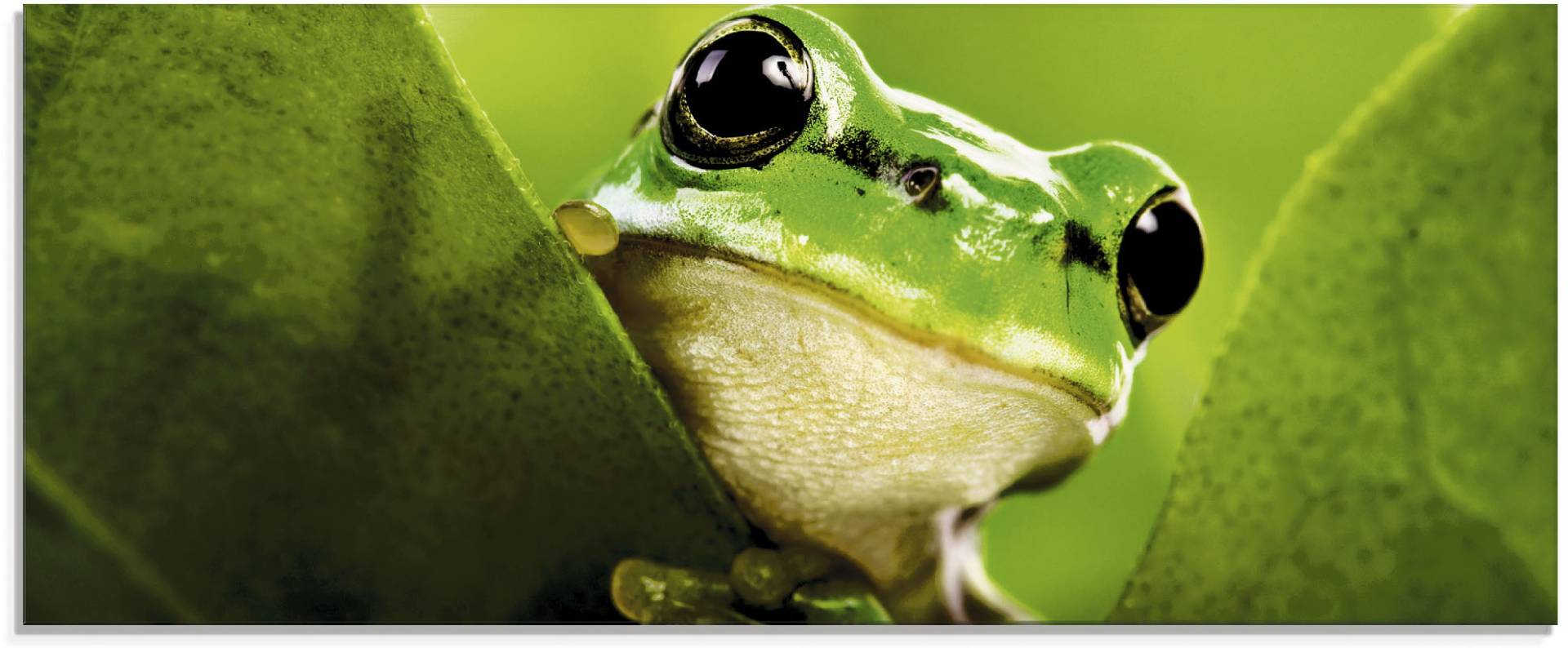 Artland Glasbild »Ausspähender Frosch«, Wassertiere, (1 St.) von Artland