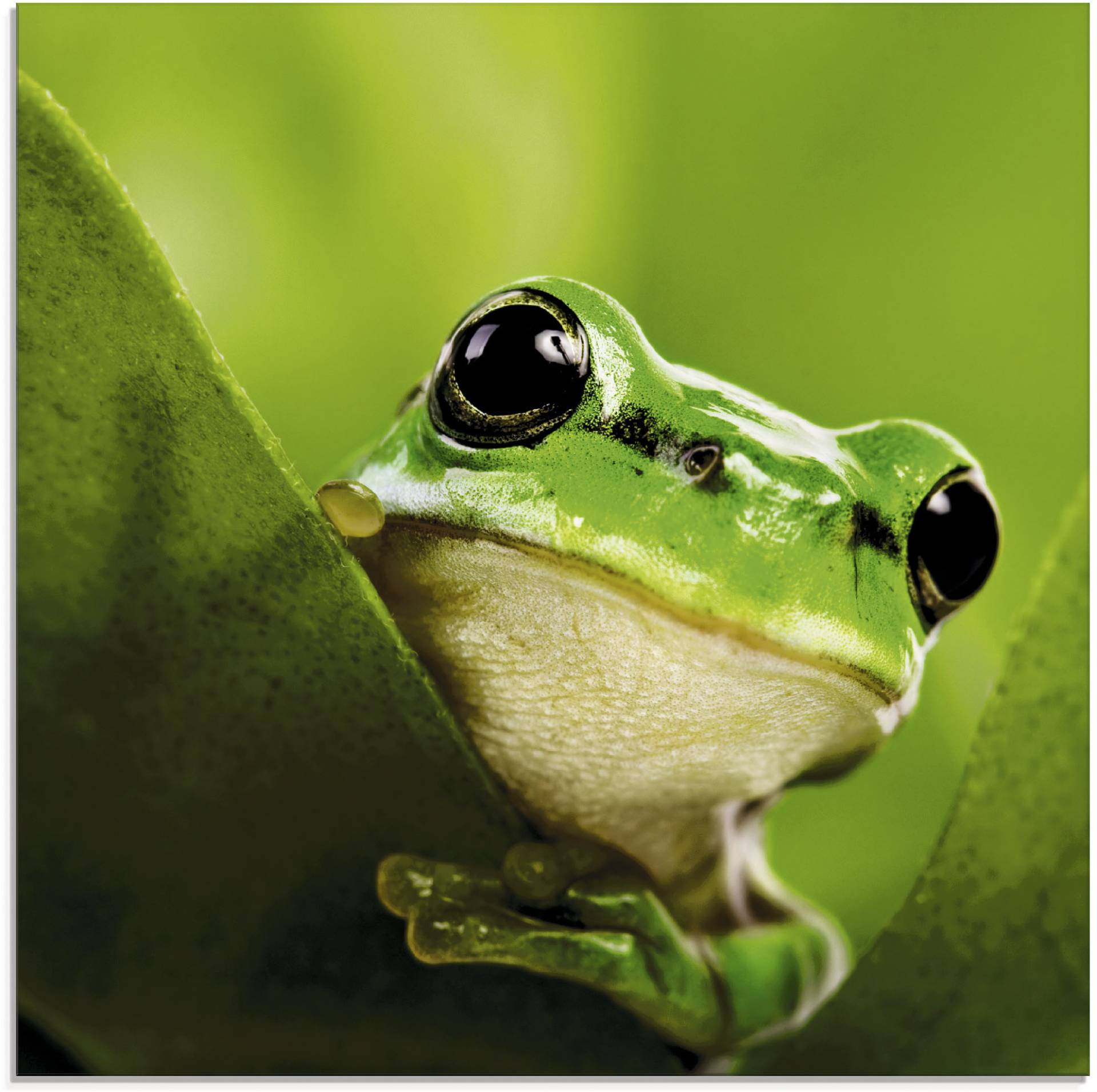 Artland Glasbild »Ausspähender Frosch«, Wassertiere, (1 St.), in verschiedenen Grössen Artland Glasbild »Ausspähender Frosch«, Wassertiere, (1 St.), in verschiedenen Grössen von Artland