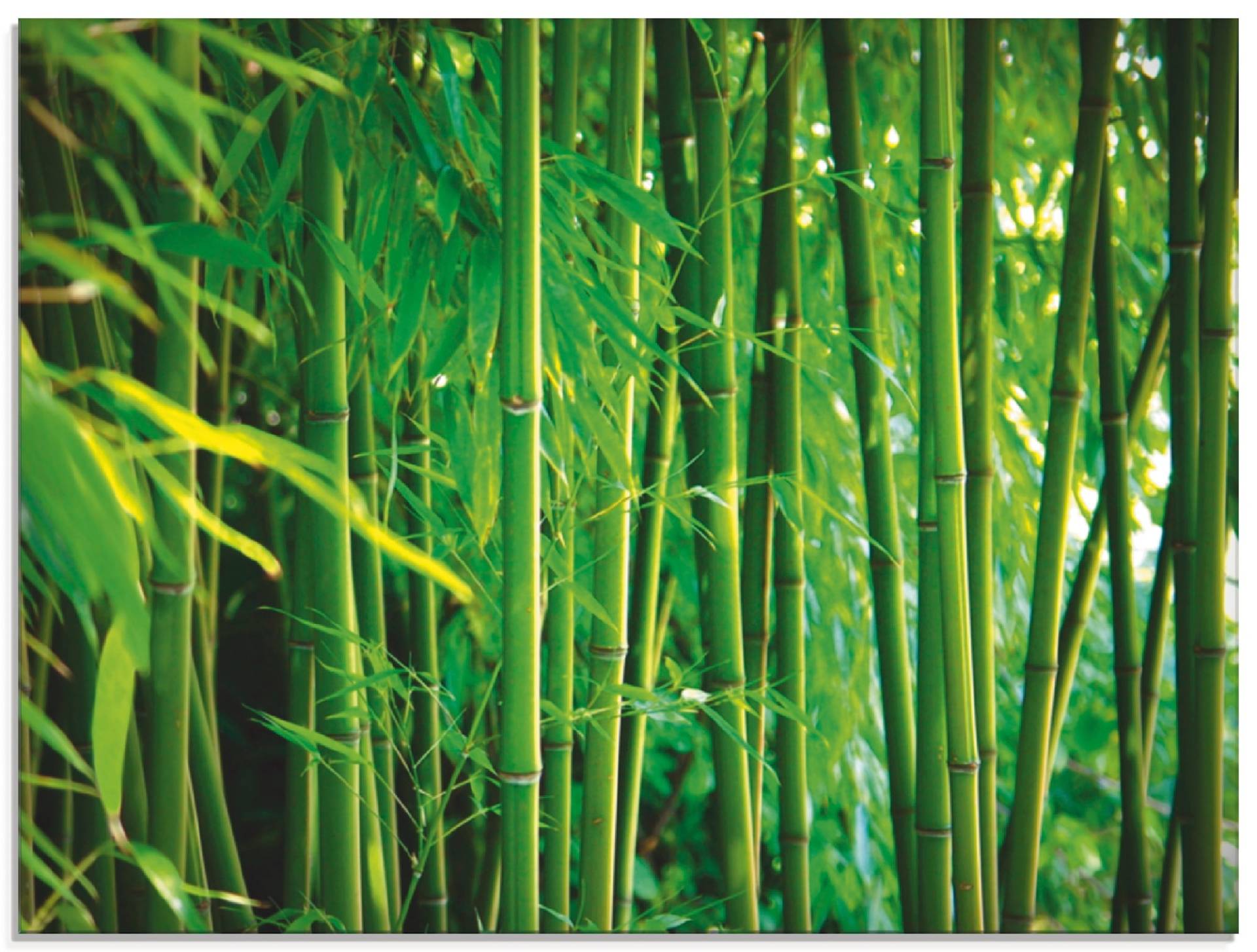 Artland Glasbild »Bambus I«, Gräser, (1 St.) von Artland