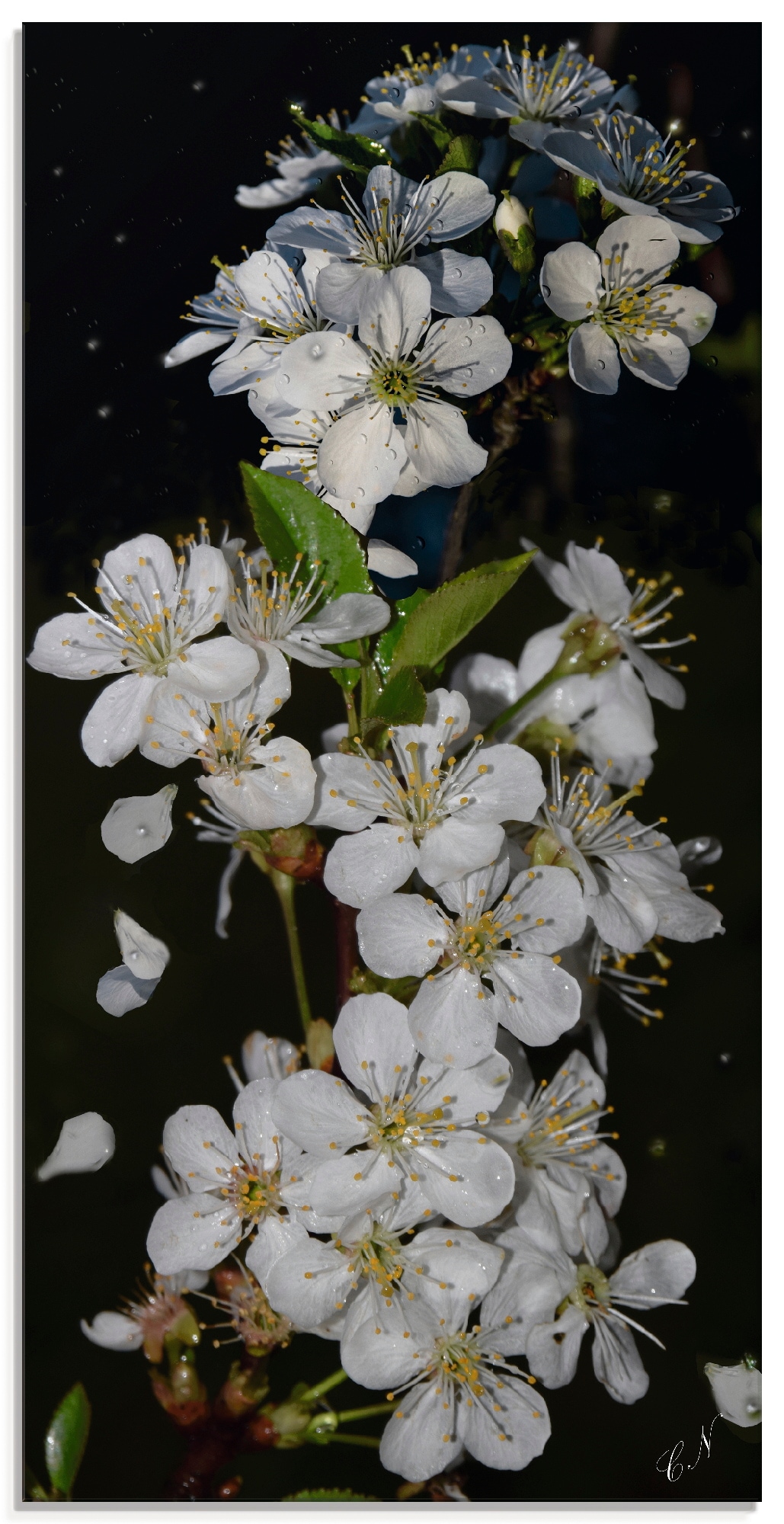 Artland Glasbild »Baumblüte«, Blumen, (1 St.) von Artland