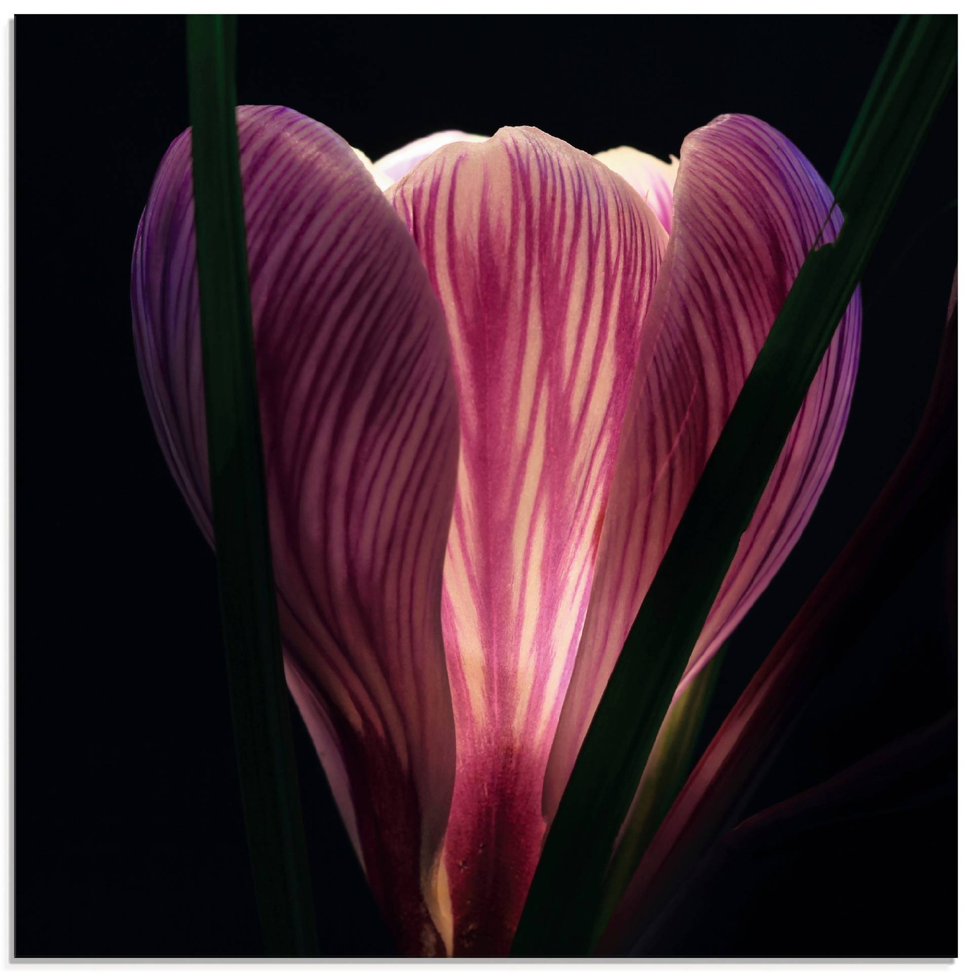Artland Glasbild »Beleuchtet«, Blumen, (1 St.) von Artland