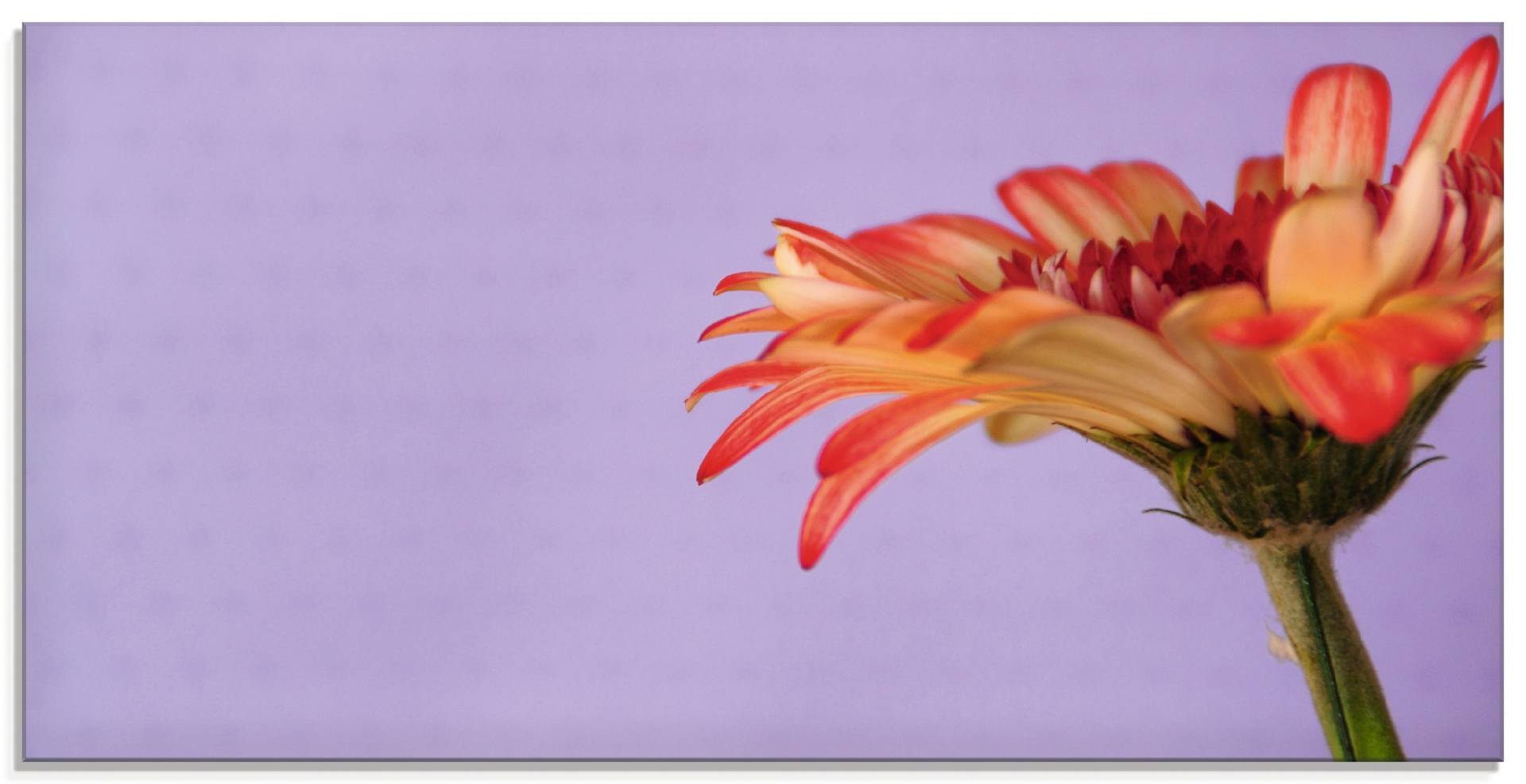 Artland Glasbild »Blume«, Blumen, (1 St.) von Artland