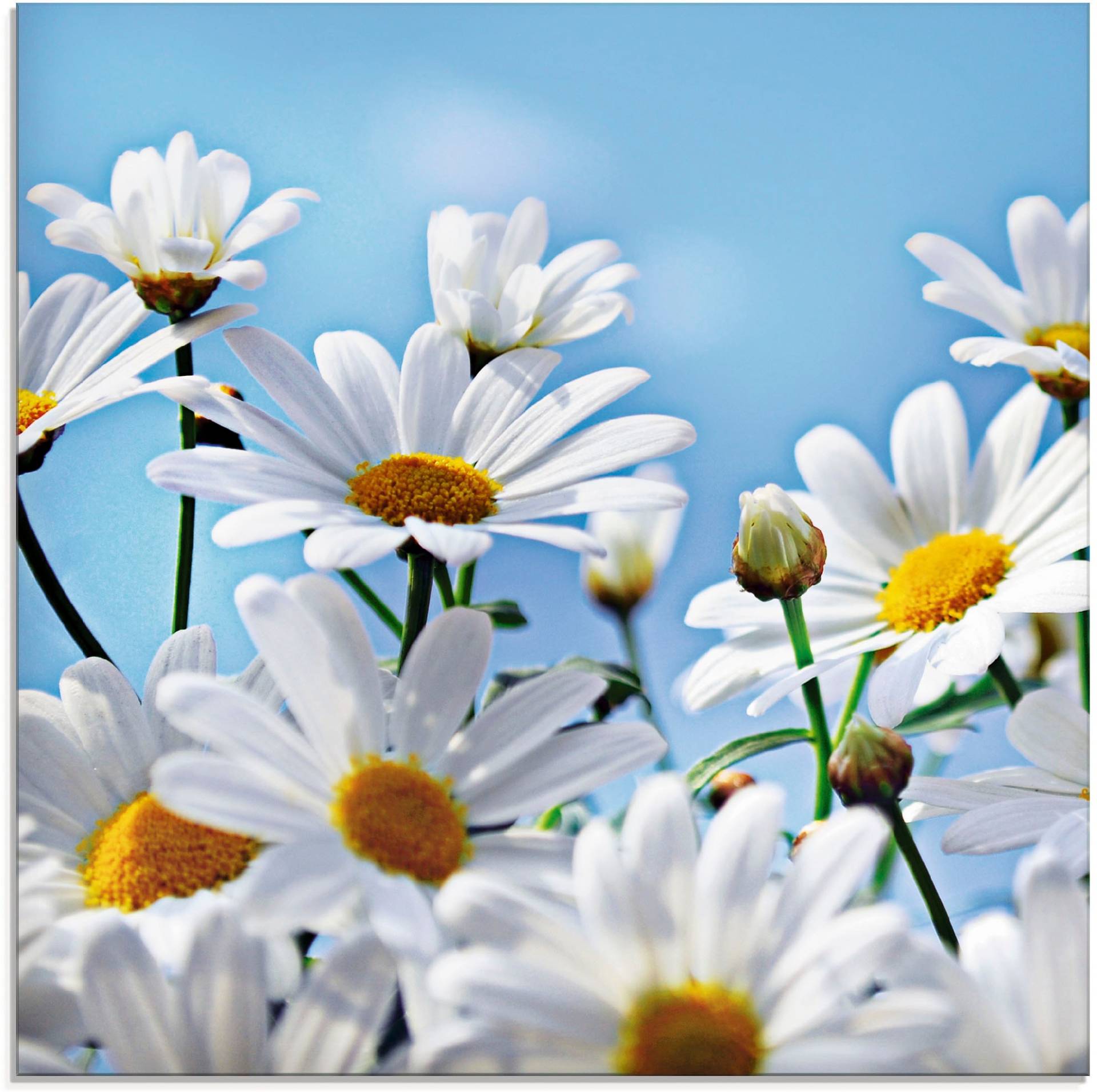 Artland Glasbild »Blumen - Margeriten«, Blumen, (1 St.), in verschiedenen Grössen von Artland