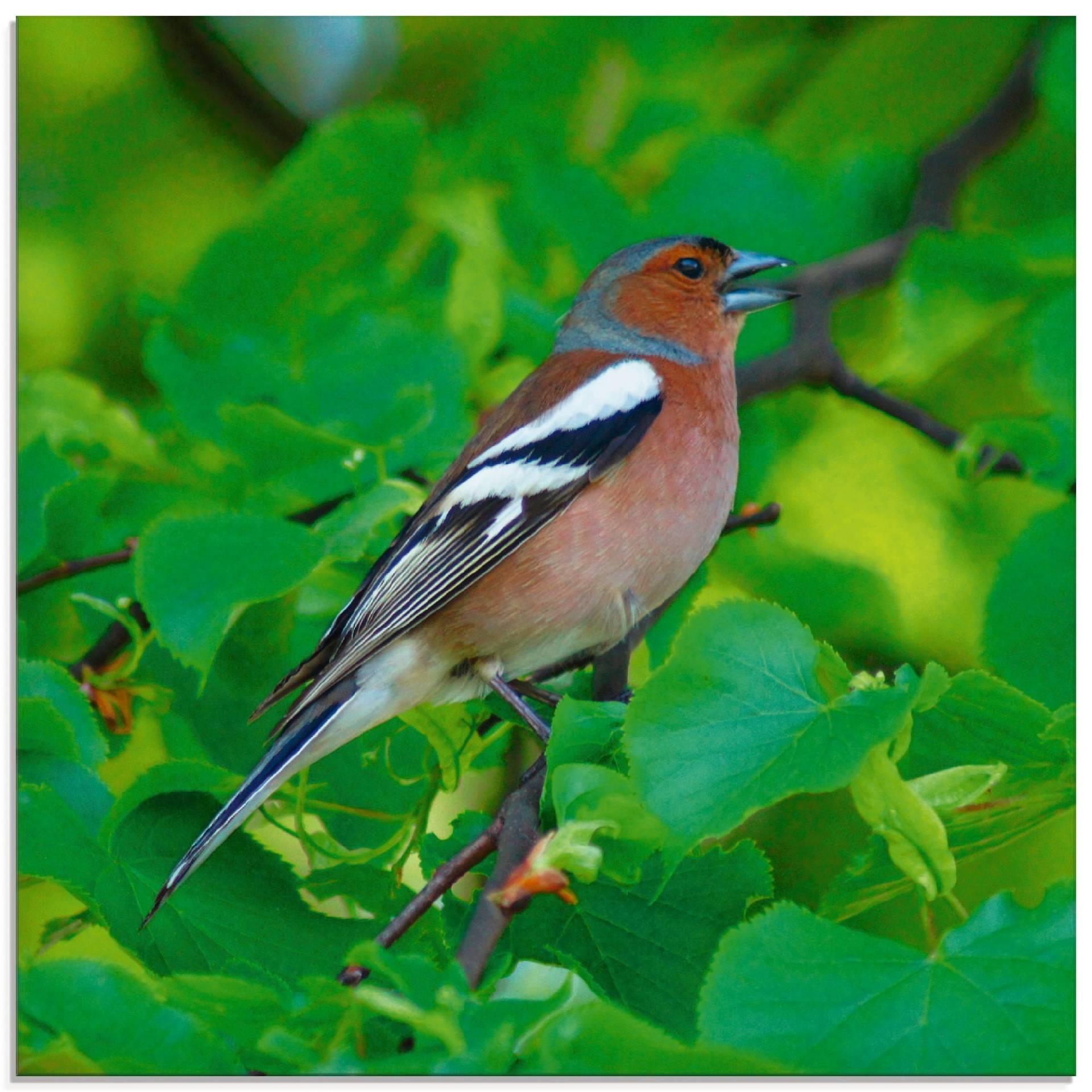 Artland Glasbild »Buchfink Lied«, Vögel, (1 St.), in verschiedenen Grössen Artland Glasbild »Buchfink Lied«, Vögel, (1 St.), in verschiedenen Grössen von Artland