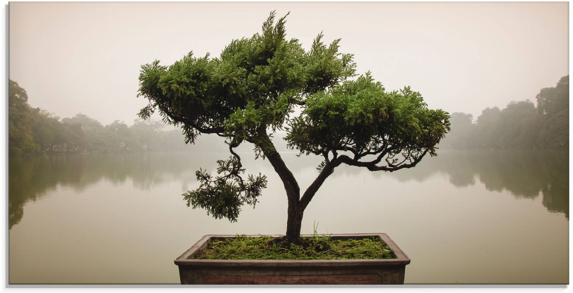 Artland Glasbild »Chinesischer Bonsaibaum«, Bäume, (1 St.) von Artland