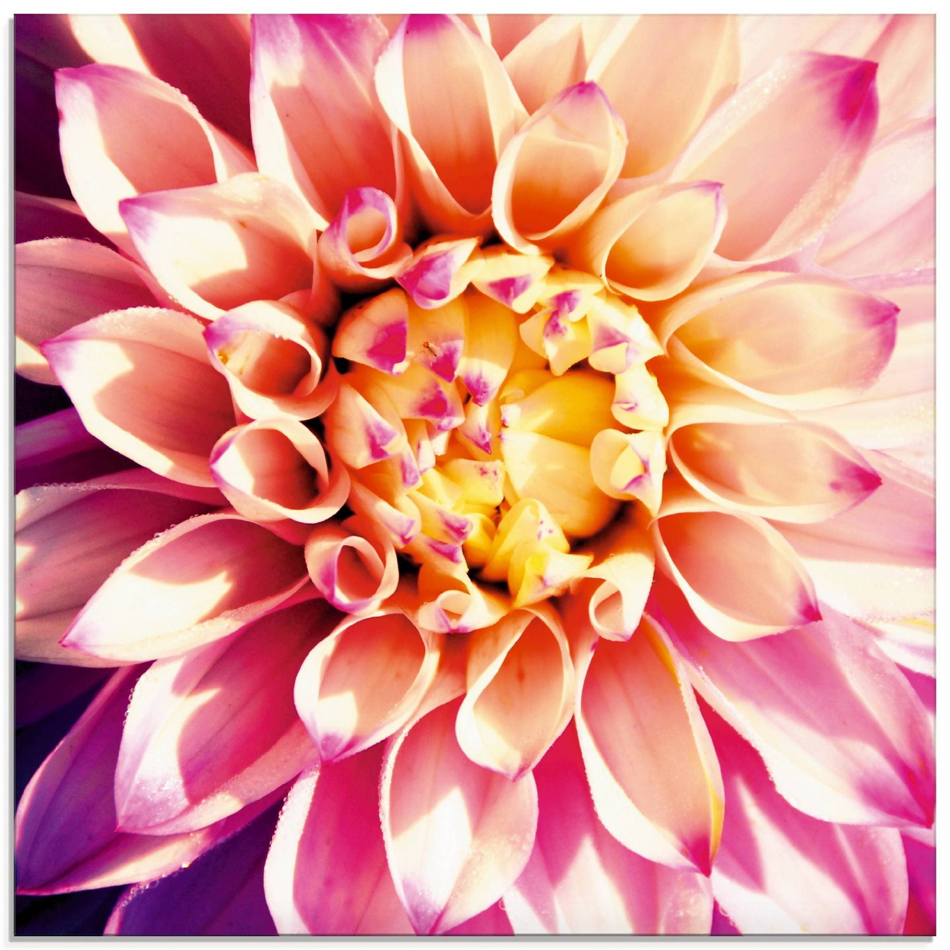 Artland Glasbild »Dahlie«, Blumen, (1 St.), in verschiedenen Grössen Artland Glasbild »Dahlie«, Blumen, (1 St.), in verschiedenen Grössen von Artland