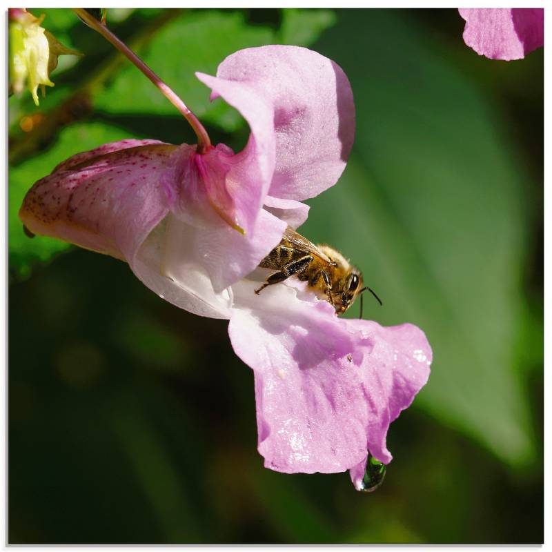 Artland Glasbild »Eine Biene besucht eine grosse Blüte«, Insekten, (1 St.), in verschiedenen Grössen von Artland