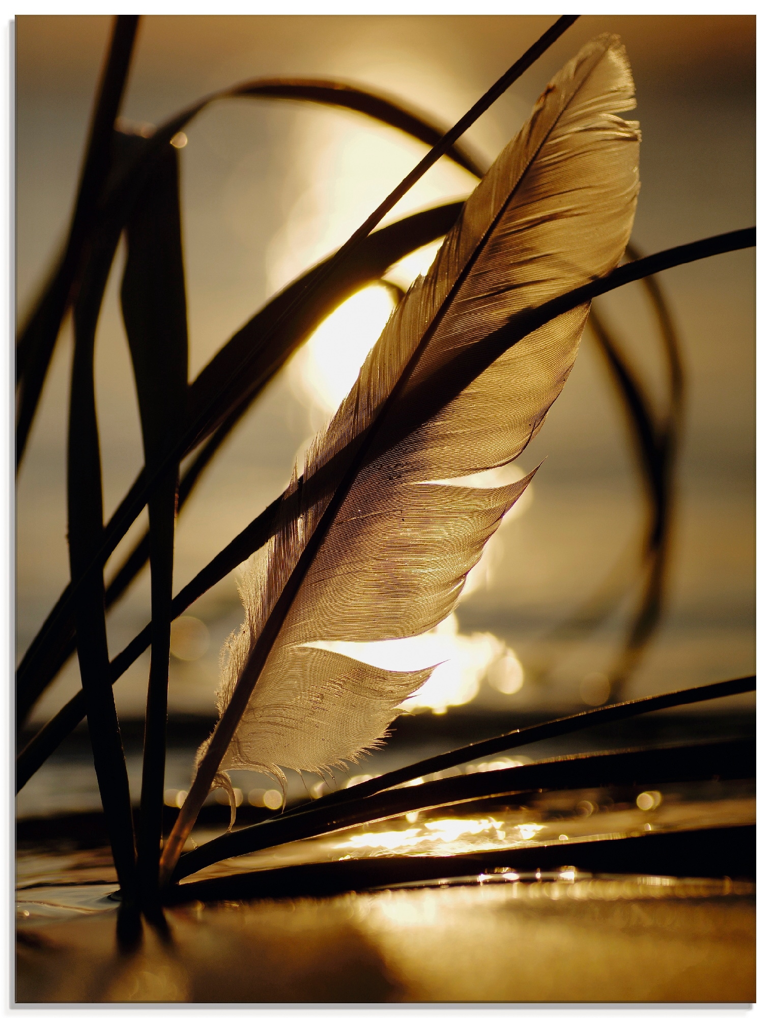 Artland Glasbild »Feder im Abendlicht«, Gräser, (1 St.) von Artland