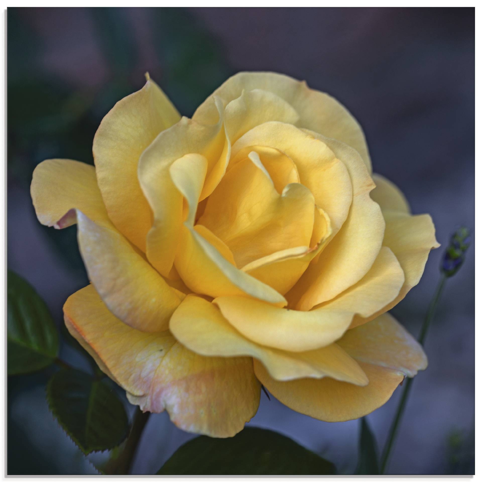 Artland Glasbild »Gelbe Rose«, Blumen, (1 St.) von Artland