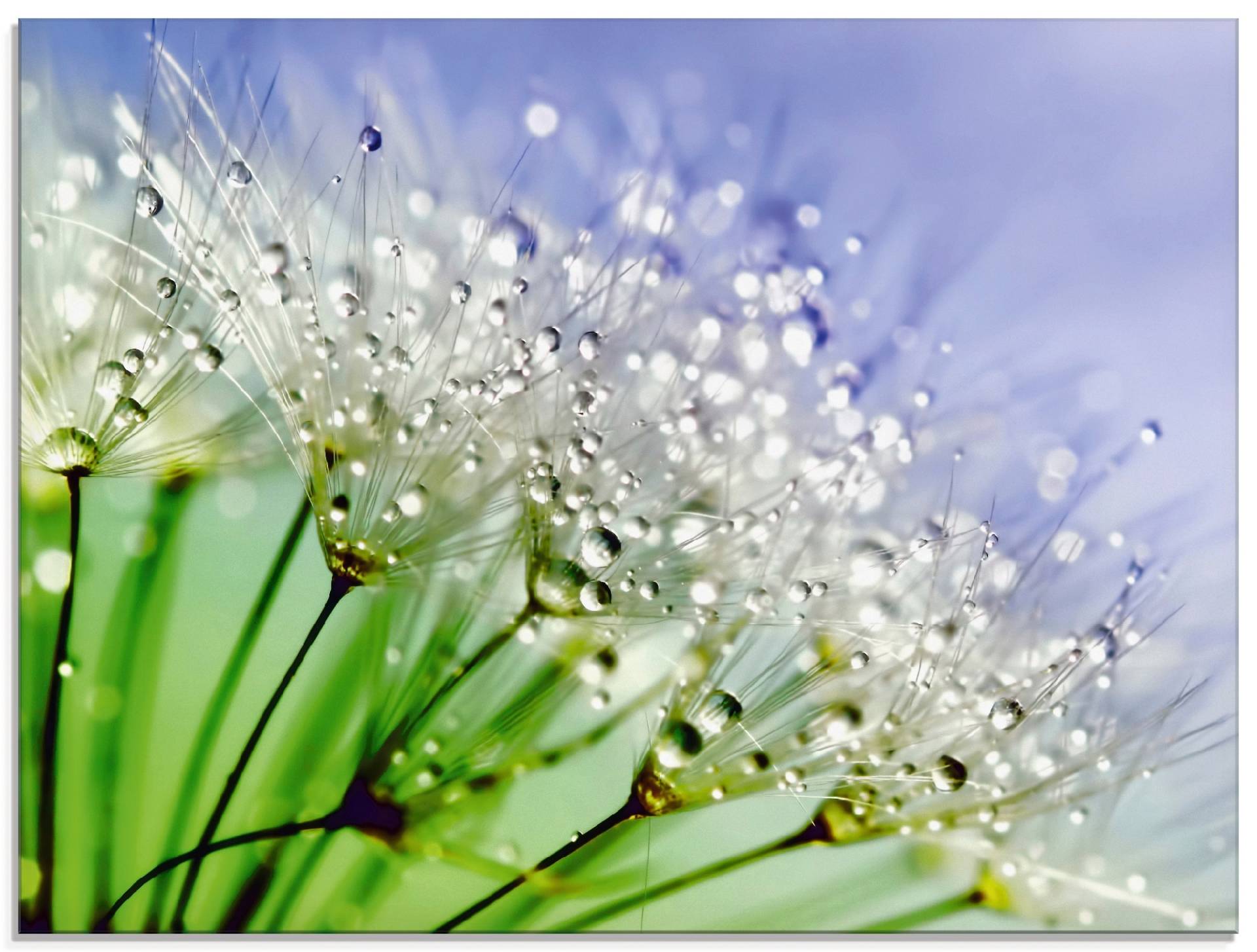 Artland Glasbild »Glitzernde Pusteblume«, Blumen, (1 St.) von Artland