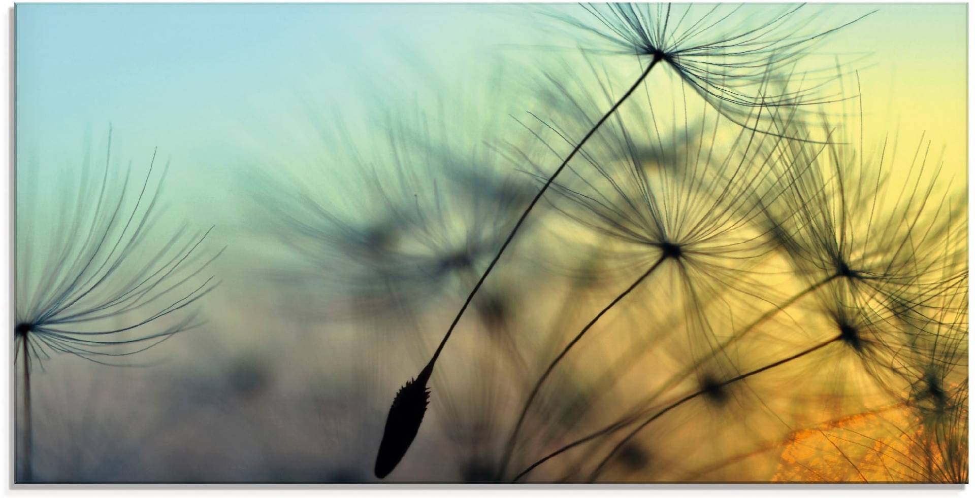 Artland Glasbild »Goldener Sonnenuntergang und Pusteblumen«, Blumen, (1 St.) von Artland