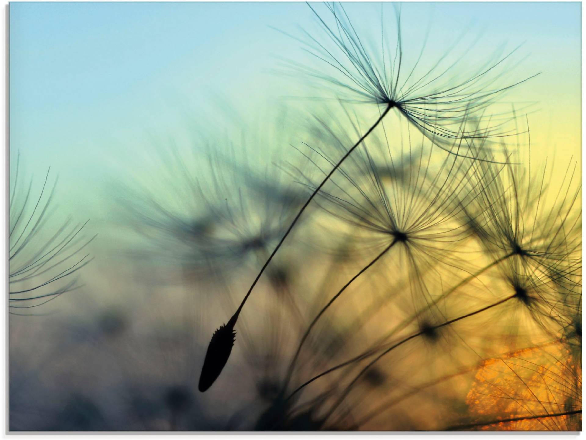 Artland Glasbild »Goldener Sonnenuntergang und Pusteblumen«, Blumen, (1 St.) von Artland