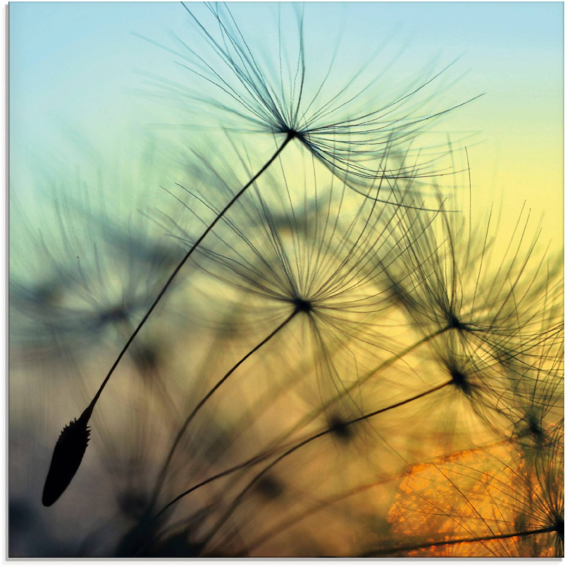 Artland Glasbild »Goldener Sonnenuntergang und Pusteblumen«, Blumen, (1 St.) von Artland