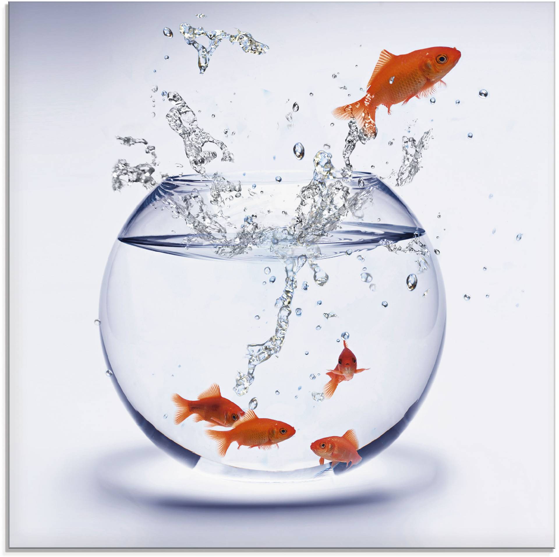 Artland Glasbild »Goldfischaquarium«, Wassertiere, (1 St.), in verschiedenen Grössen von Artland
