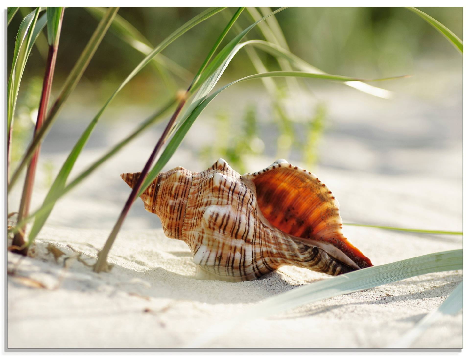 Artland Glasbild »Grosse Muschel am Strand«, Wassertiere, (1 St.) von Artland