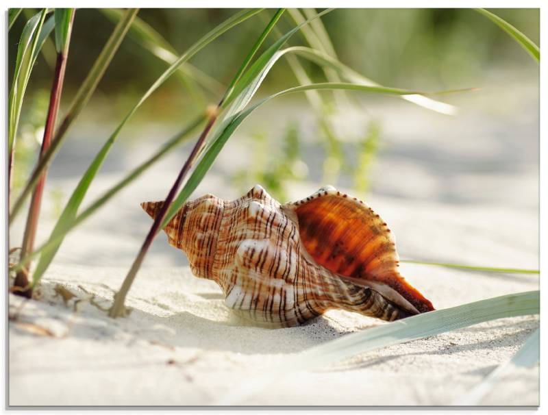 Artland Glasbild »Grosse Muschel am Strand«, Wassertiere, (1 St.), in verschiedenen Grössen von Artland