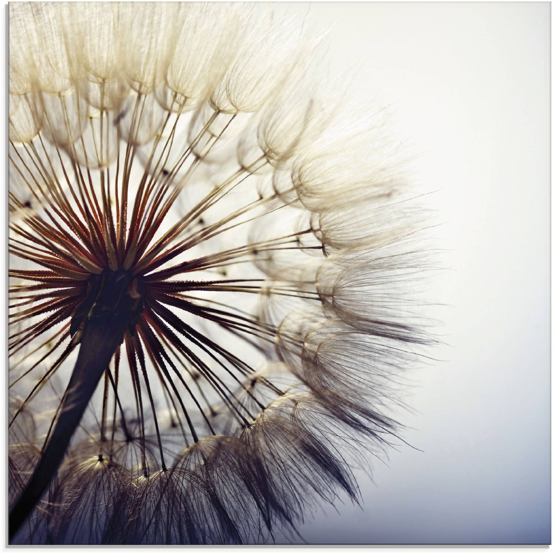 Artland Glasbild »Grosse Pusteblume«, Blumen, (1 St.) von Artland