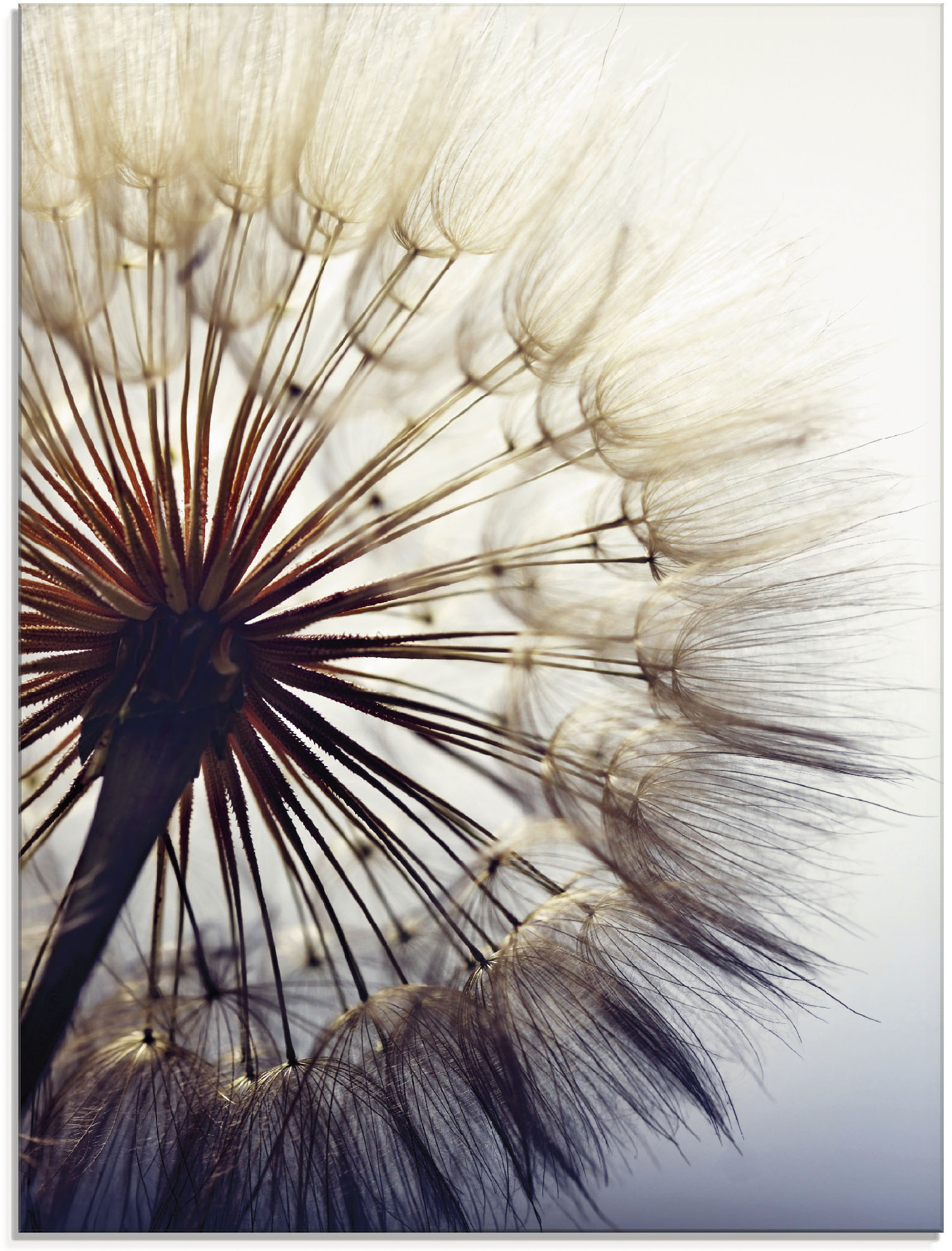Artland Glasbild »Grosse Pusteblume«, Blumen, (1 St.) von Artland