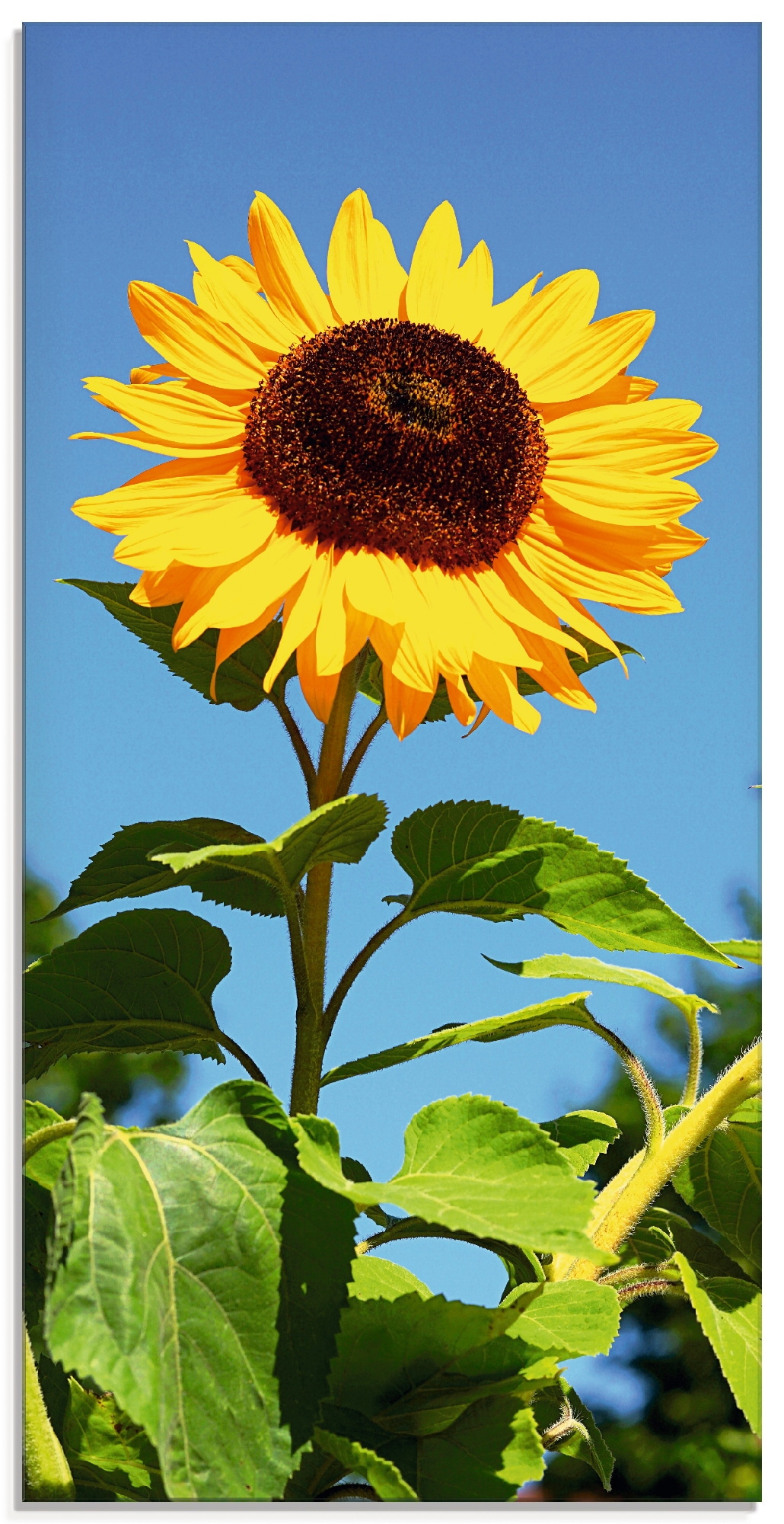 Artland Glasbild »Grosse Sonnenblume«, Blumen, (1 St.) von Artland