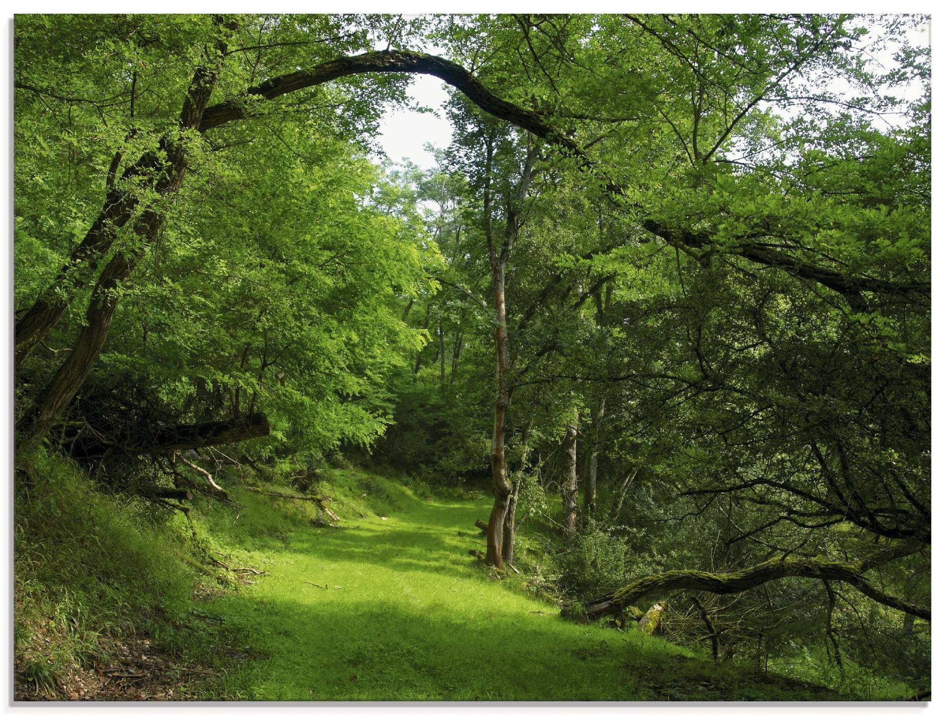 Artland Glasbild »Grüner Weg durch den Wald«, Wald, (1 St.) von Artland