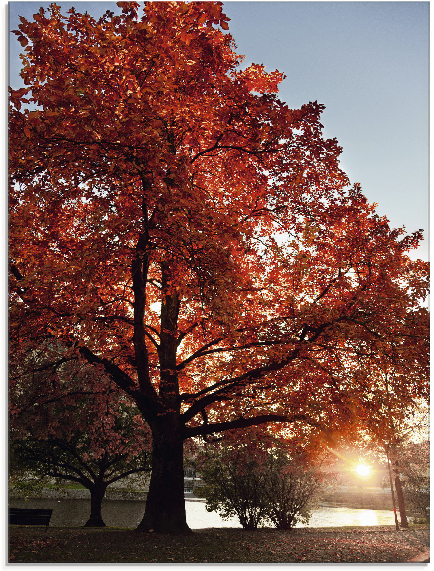 Artland Glasbild »Herbstbaum«, Bäume, (1 St.) von Artland