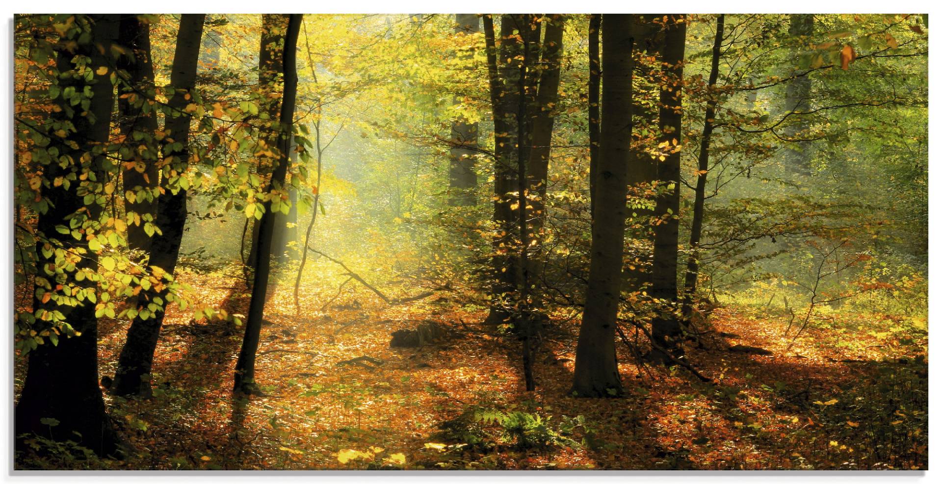 Artland Glasbild »Herbstlicht im Wald«, Wald, (1 St.) von Artland