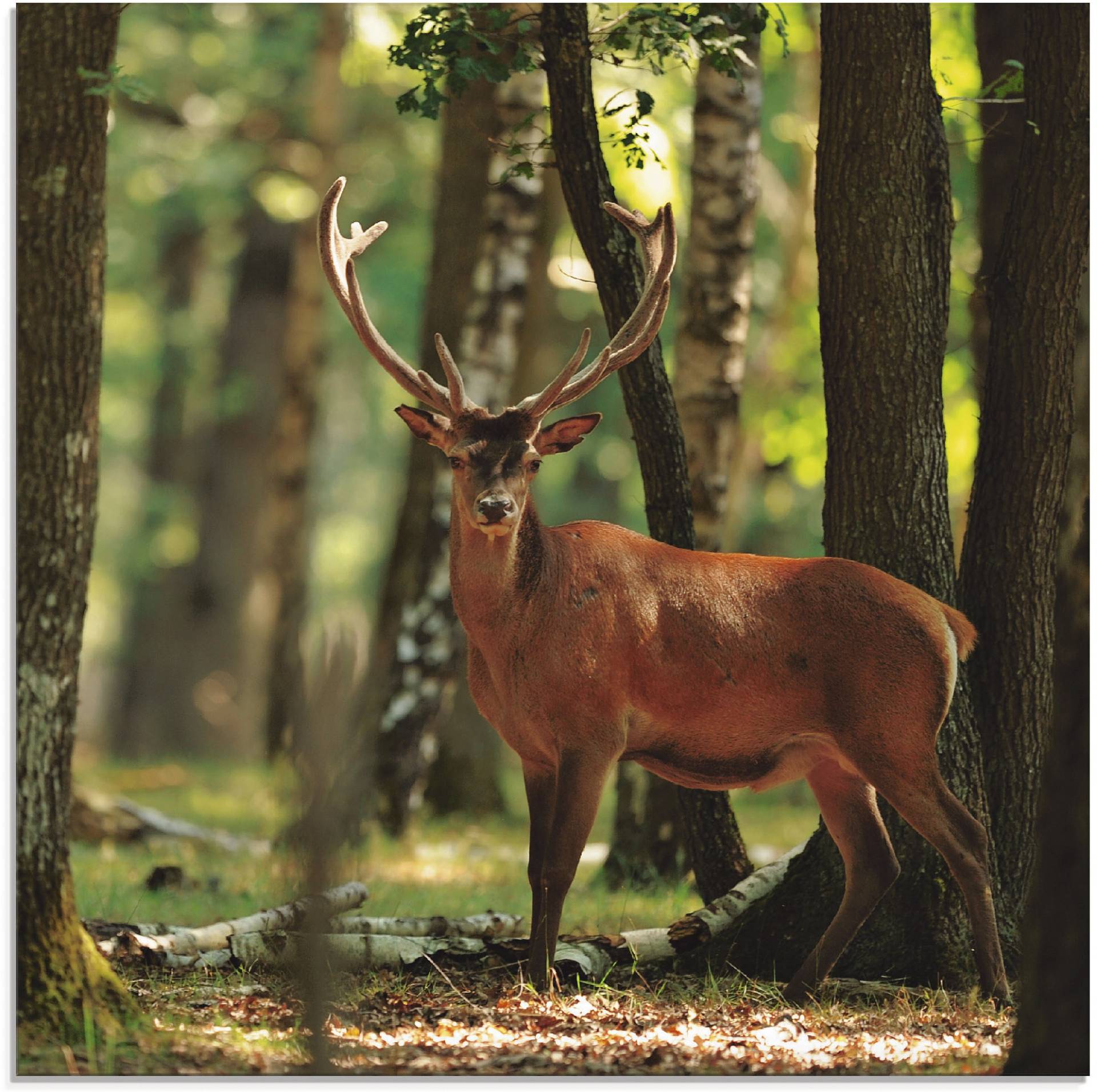 Artland Glasbild »Hirsch 4 - Wald«, Wildtiere, (1 St.), in verschiedenen Grössen Artland Glasbild »Hirsch 4 - Wald«, Wildtiere, (1 St.), in verschiedenen Grössen von Artland
