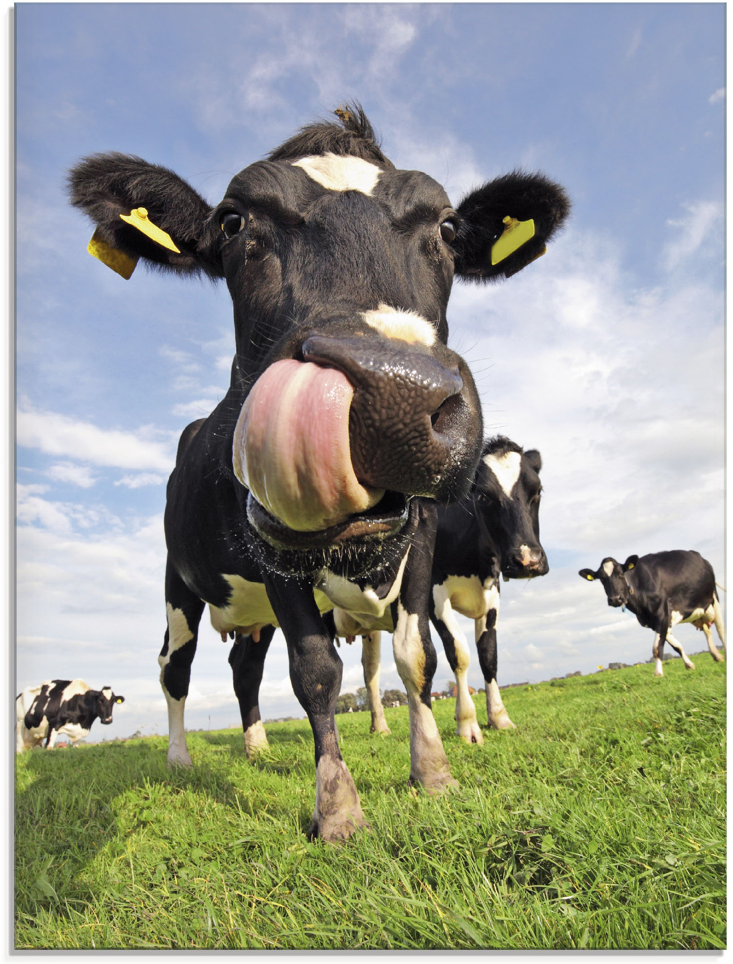 Artland Glasbild »Holstein-Kuh mit gewaltiger Zunge«, Haustiere, (1 St.) von Artland