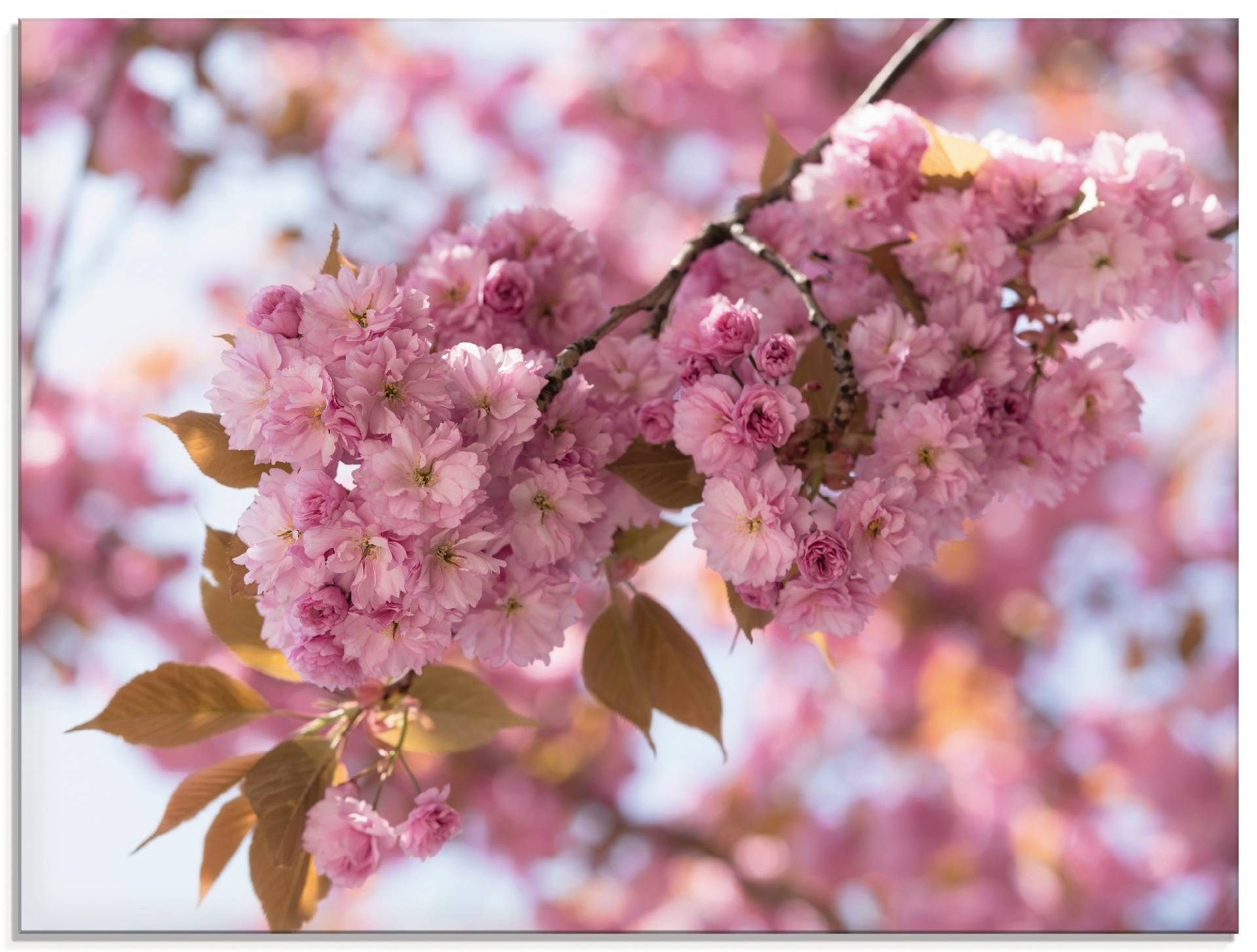 Artland Glasbild »Japanische Kirschblüte in Love I«, Blumen, (1 St.) von Artland