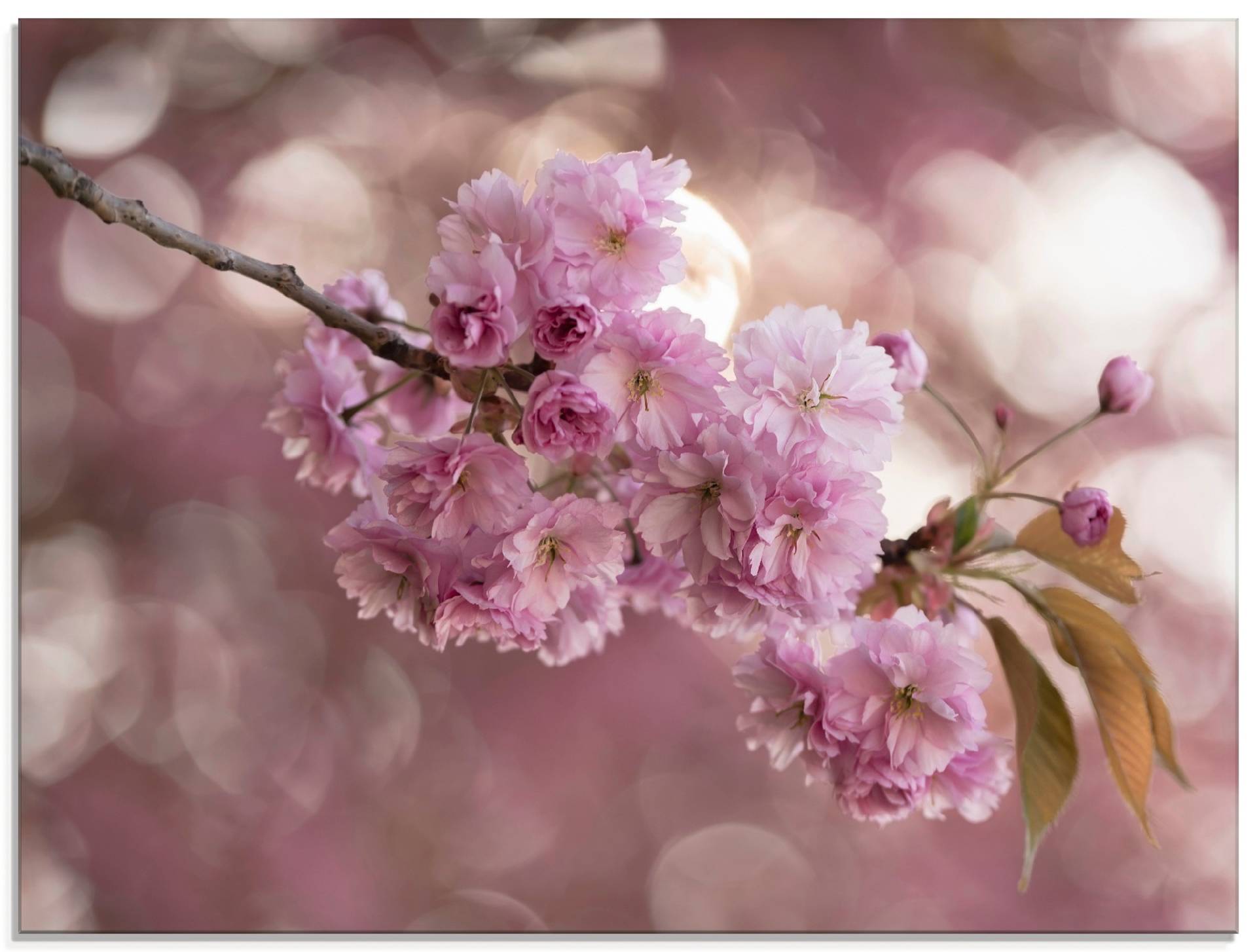 Artland Glasbild »Japanische Kirschblüte in Love III«, Blumen, (1 St.) von Artland