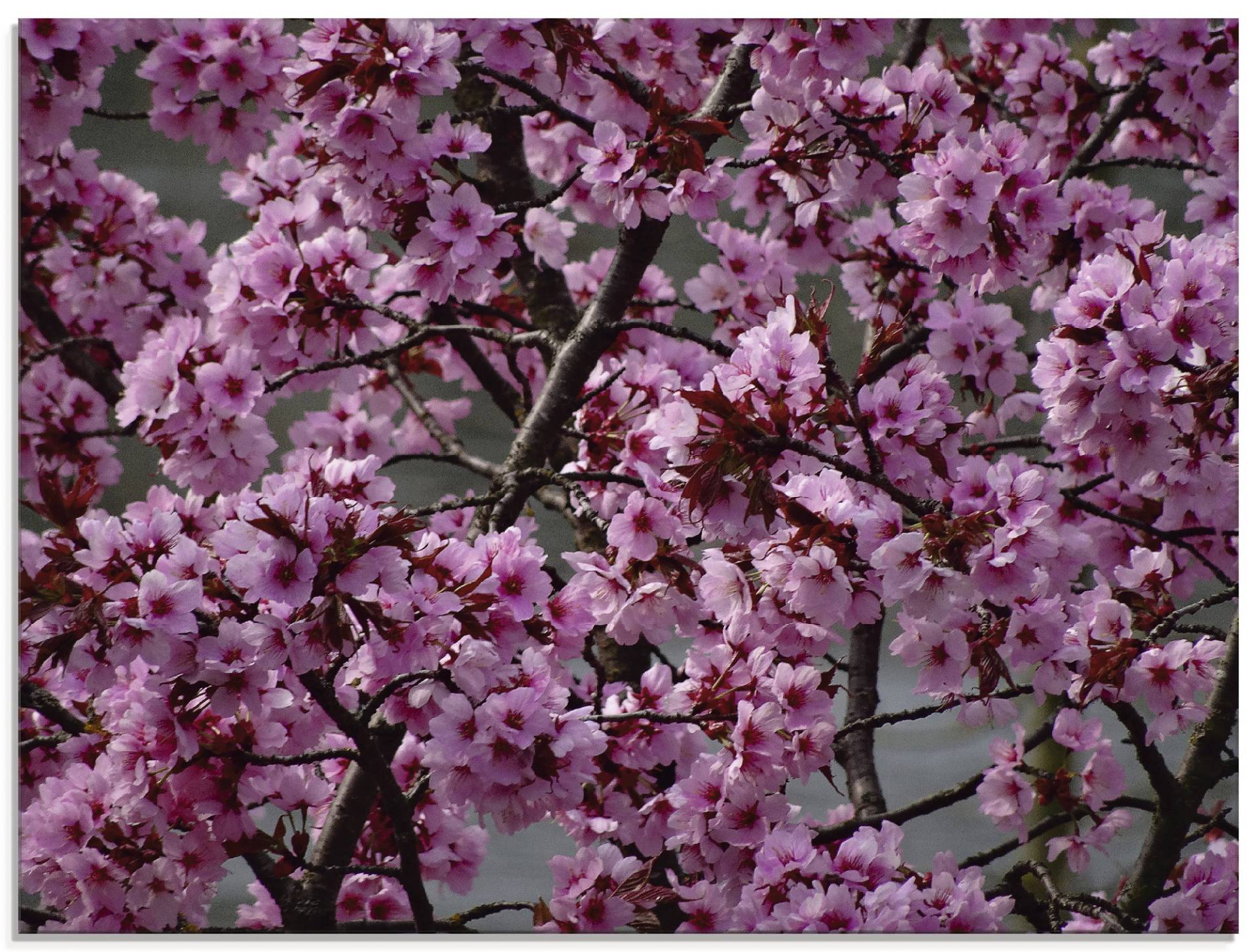 Artland Glasbild »Japanische Zierkirschen Blüte«, Bäume, (1 St.) von Artland