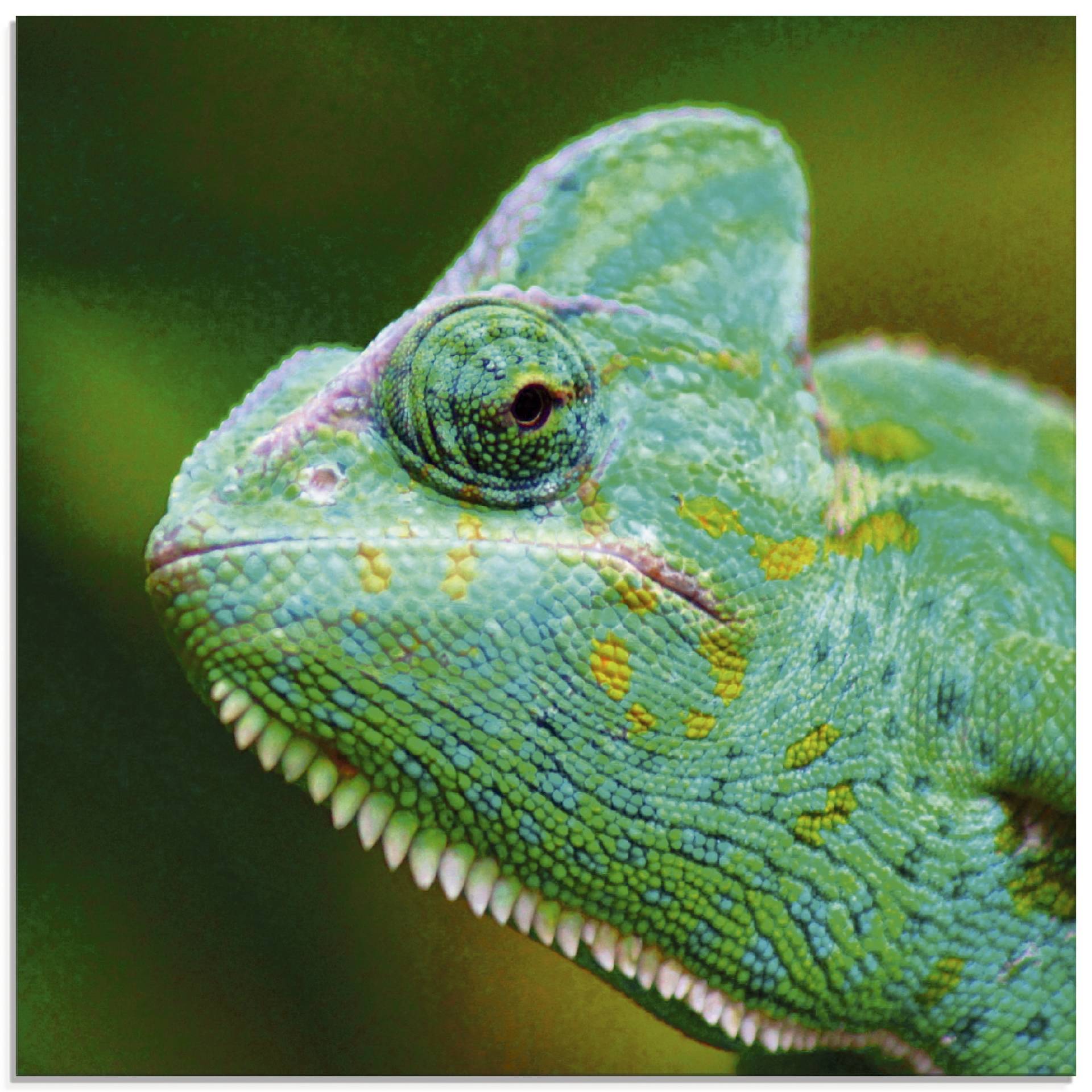 Artland Glasbild »Jemenchamäleon Portrait«, Reptilien, (1 St.), in verschiedenen Grössen von Artland