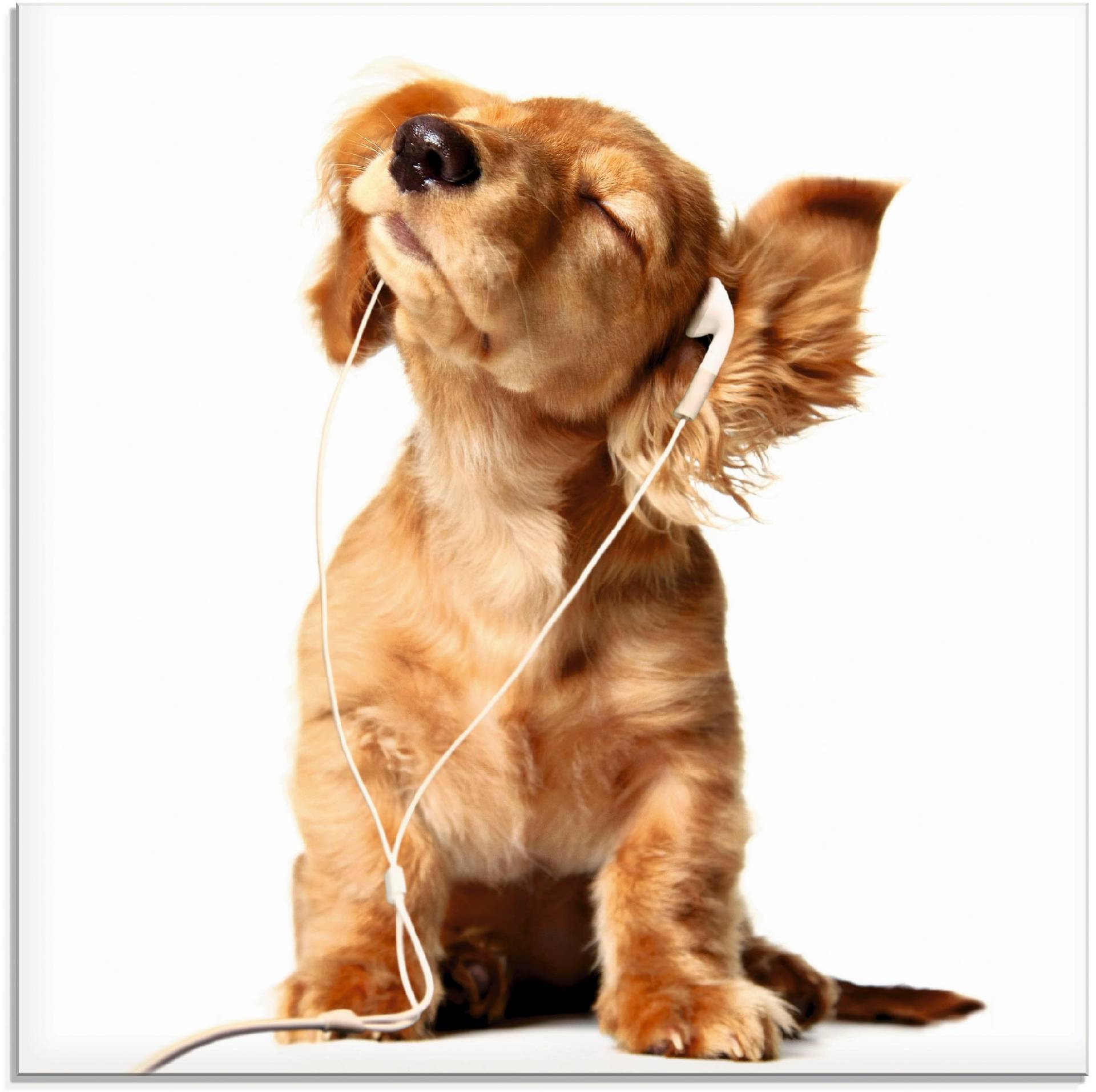 Artland Glasbild »Junger Hund hört Musik über Kopfhörer«, Haustiere, (1 St.) von Artland