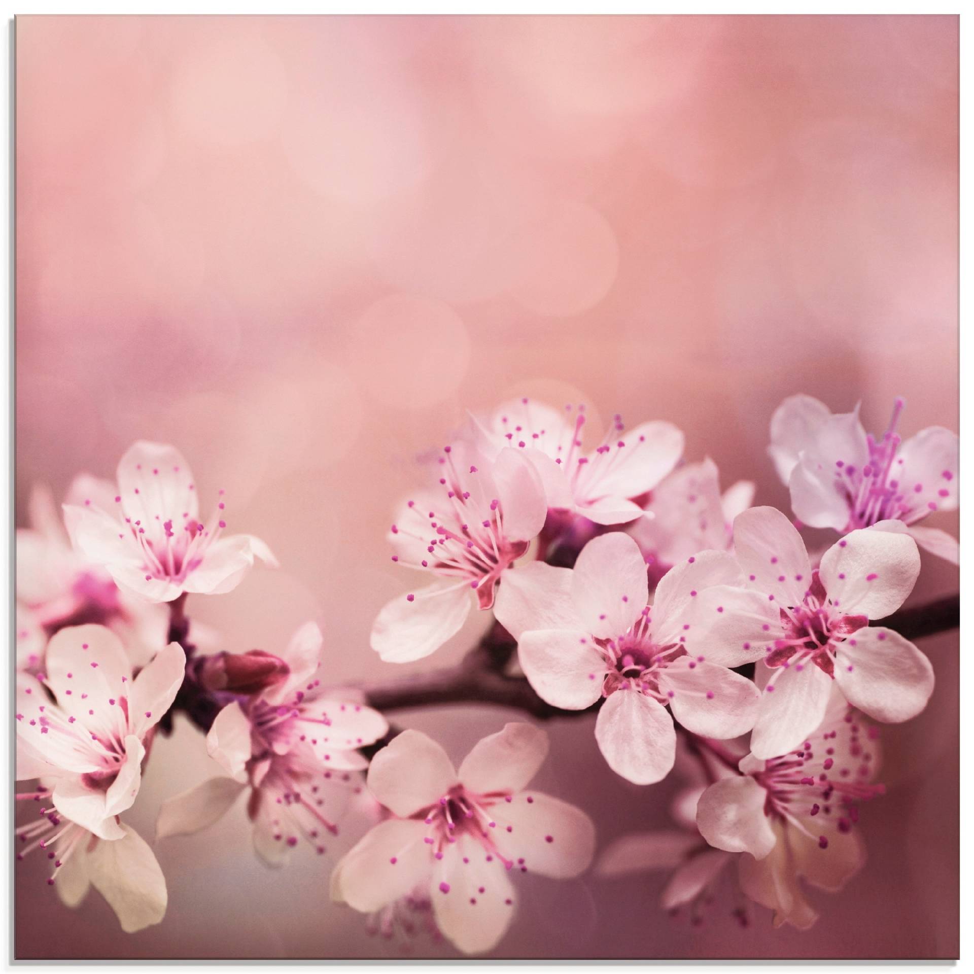 Artland Glasbild »Kirschblüten«, Blumen, (1 St.), in verschiedenen Grössen Artland Glasbild »Kirschblüten«, Blumen, (1 St.), in verschiedenen Grössen von Artland