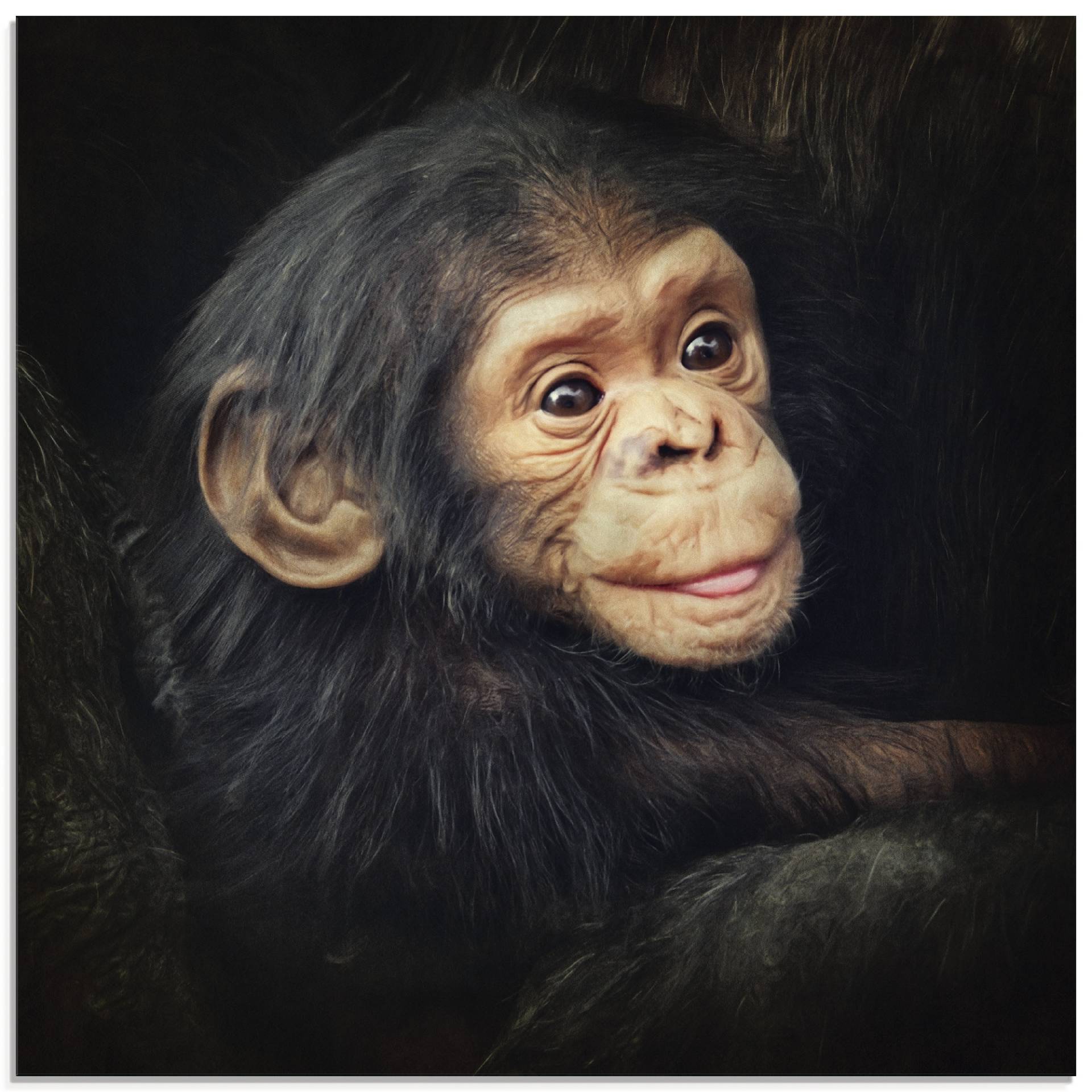 Artland Glasbild »Kleiner Schimpanse«, Wildtiere, (1 St.) von Artland