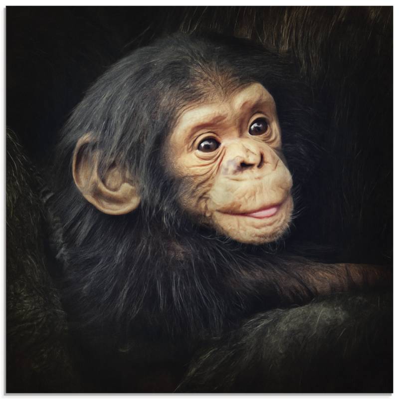 Artland Glasbild »Kleiner Schimpanse«, Wildtiere, (1 St.) von Artland