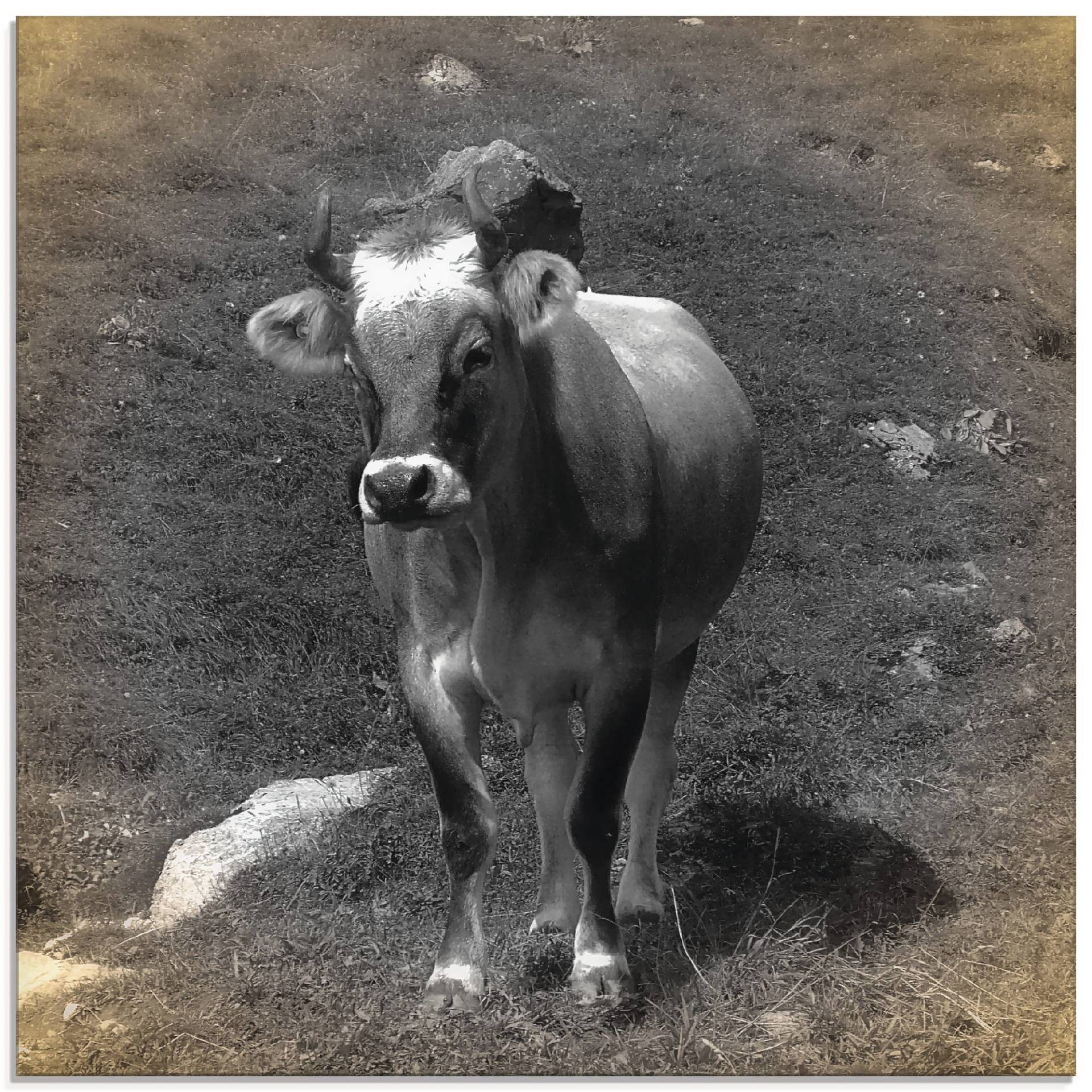 Artland Glasbild »Kuh Kontakt«, Haustiere, (1 St.) von Artland