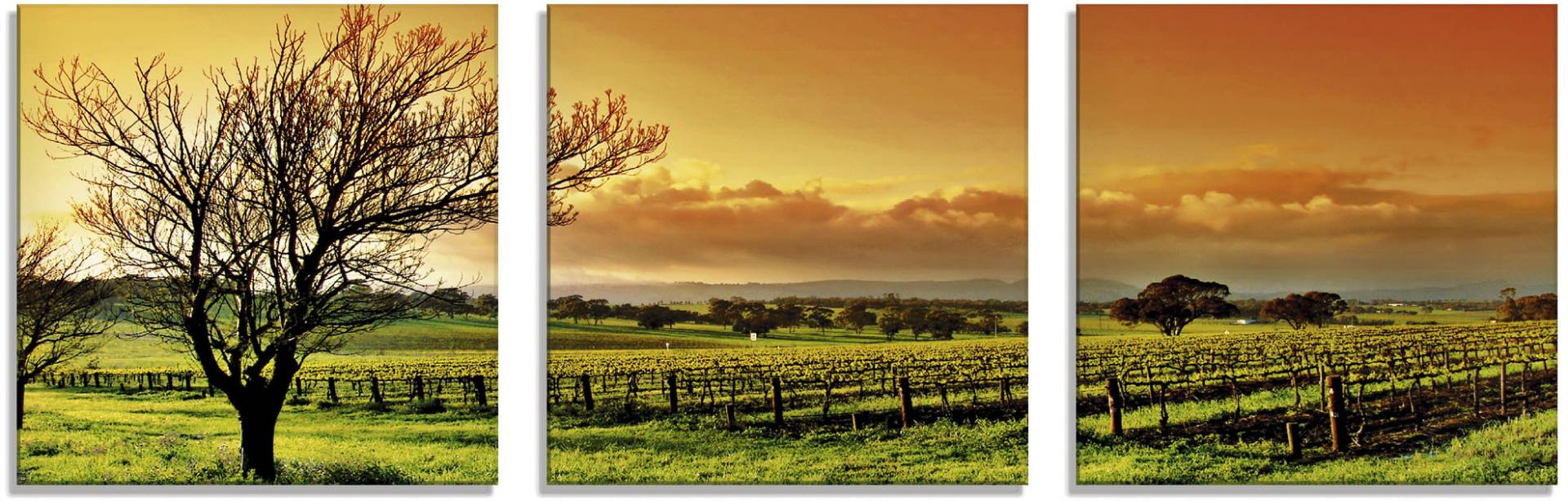 Artland Glasbild »Landschaft mit Weinbergen«, Felder, (3 St.), in verschiedenen Grössen Artland Glasbild »Landschaft mit Weinbergen«, Felder, (3 St.), in verschiedenen Grössen von Artland
