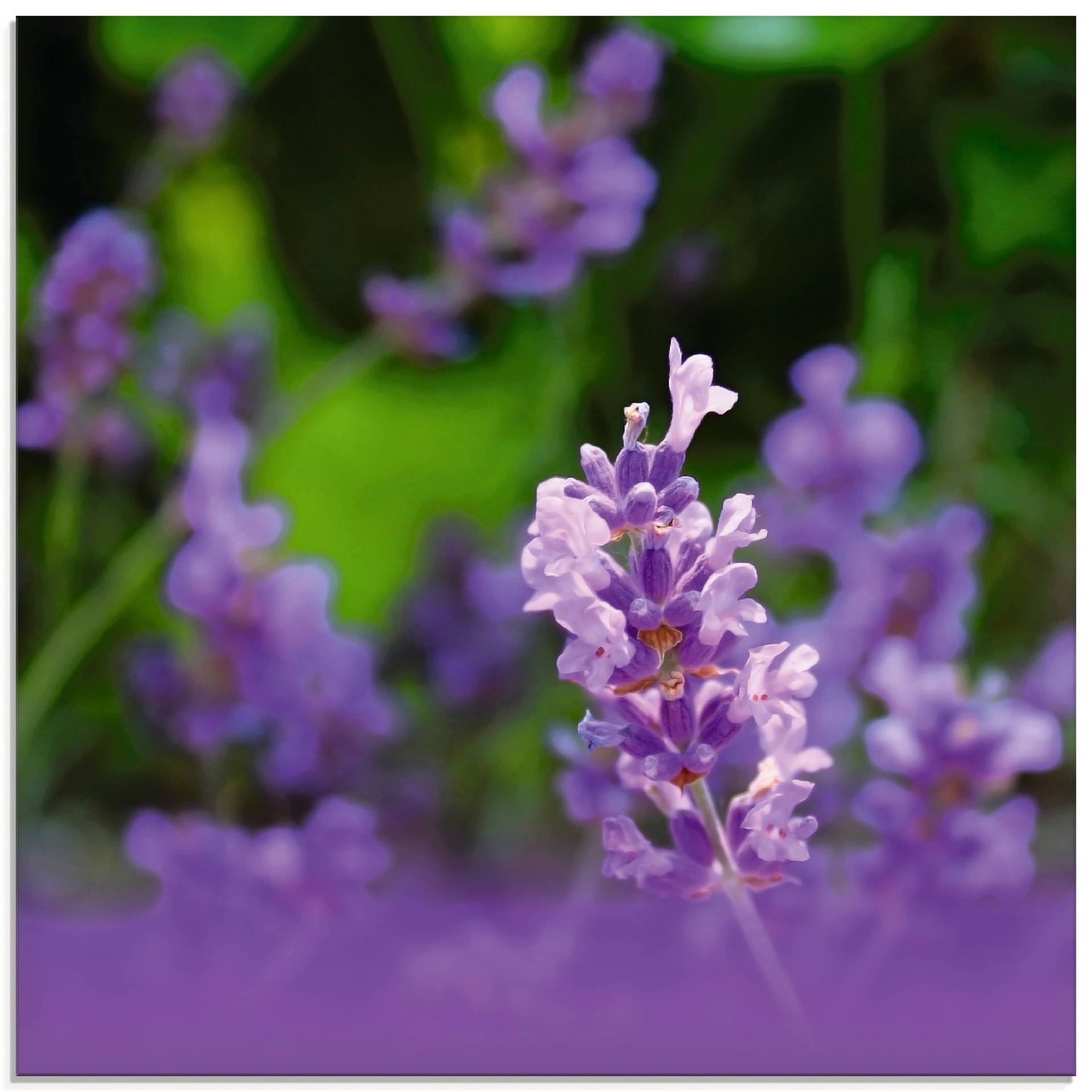 Artland Glasbild »Lavendel«, Blumen, (1 St.) von Artland