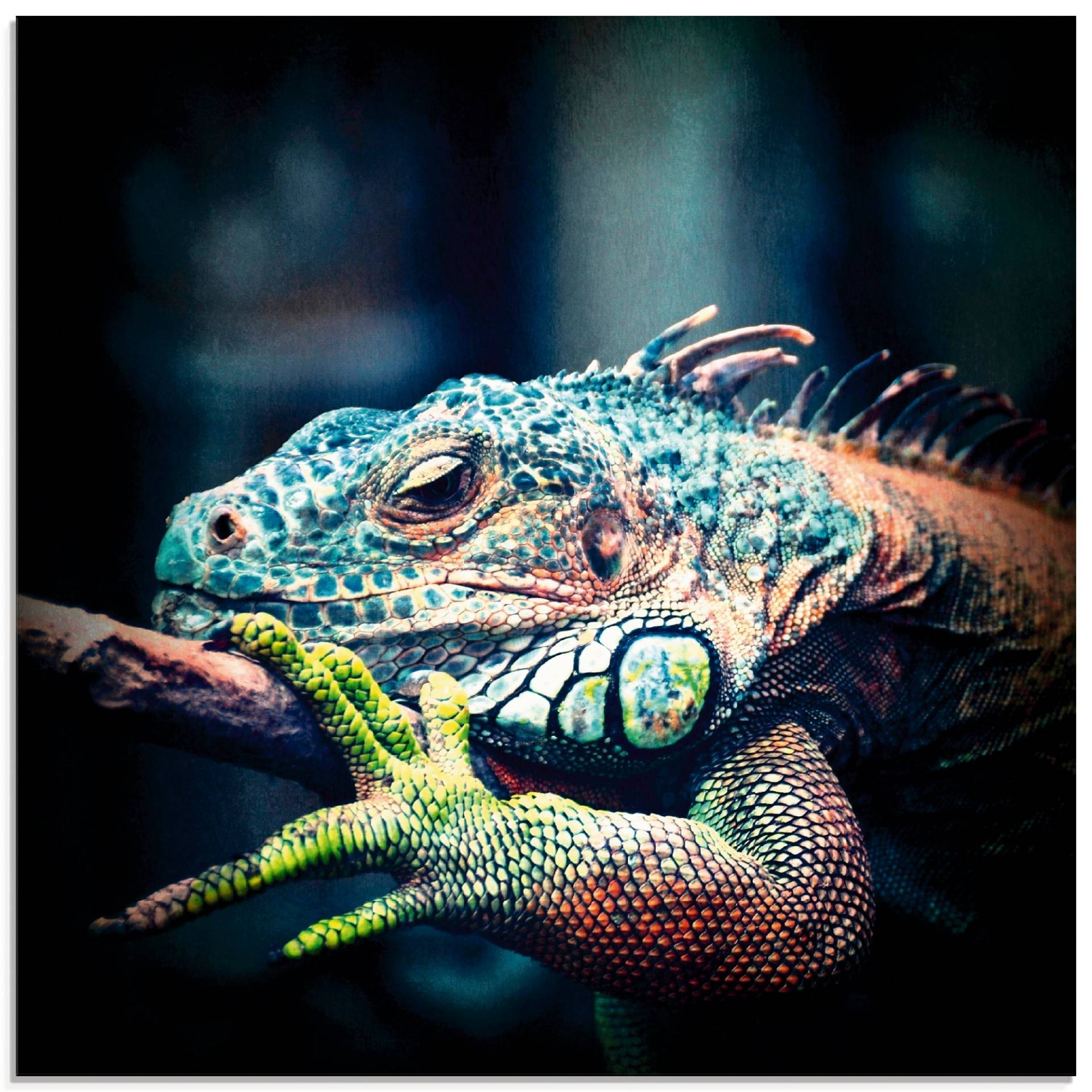 Artland Glasbild »Leguan«, Reptilien, (1 St.) von Artland