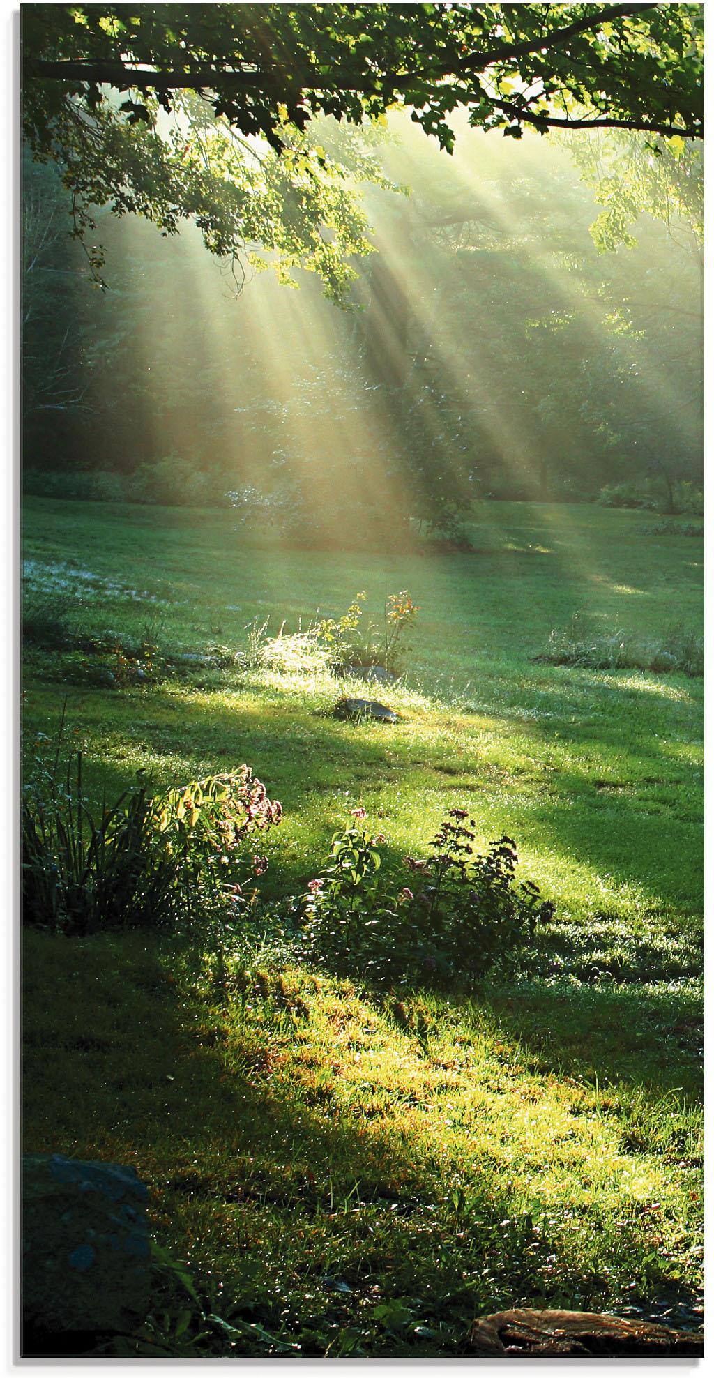 Artland Glasbild »Lichtkegel«, Wald, (1 St.), in verschiedenen Grössen von Artland