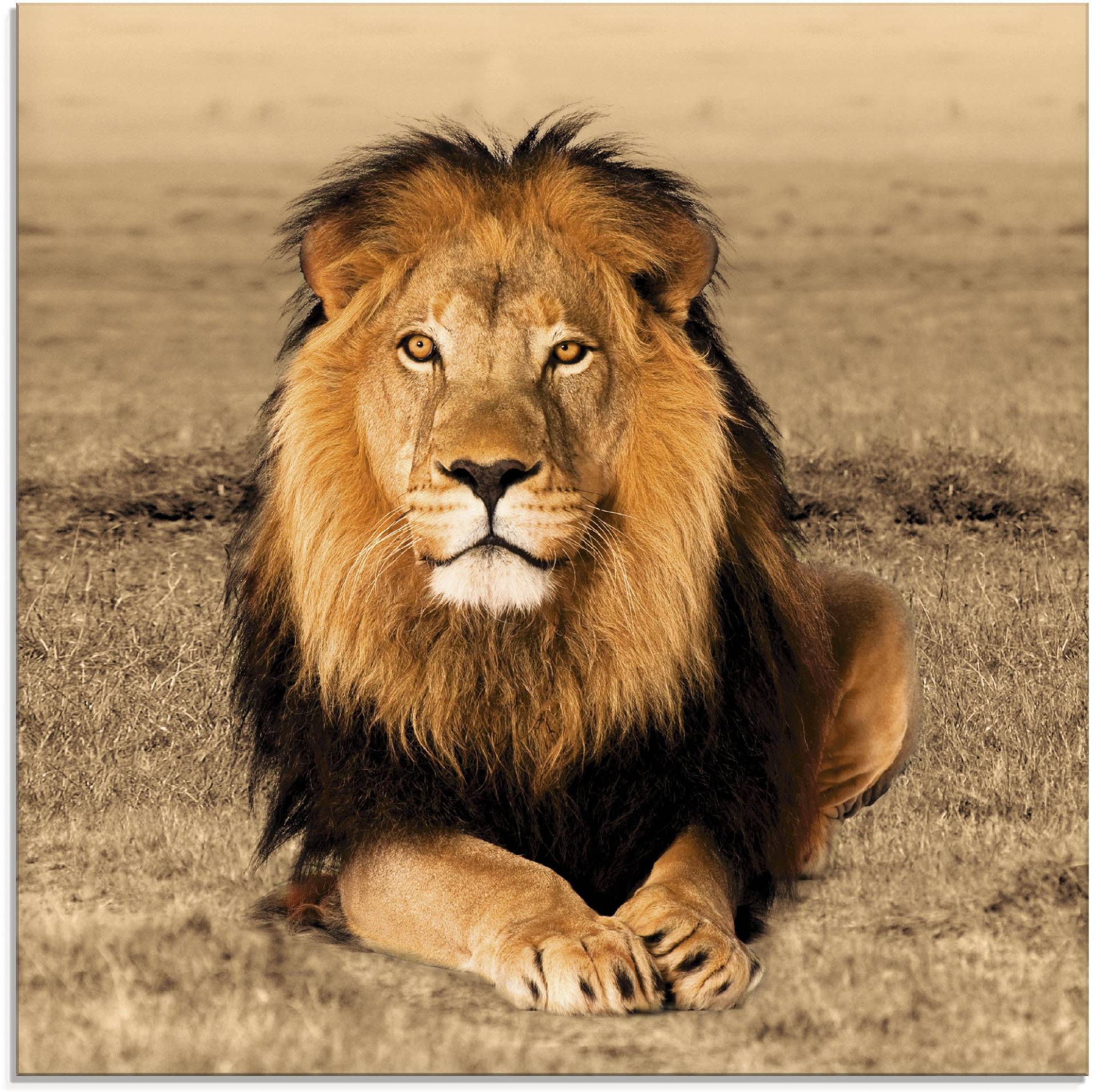 Artland Glasbild »Löwe«, Wildtiere, (1 St.) Artland Glasbild »Löwe«, Wildtiere, (1 St.) von Artland