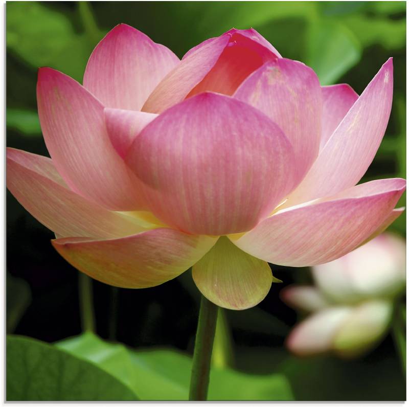 Artland Glasbild »Lotus - Seerose«, Blumen, (1 St.), in verschiedenen Grössen von Artland