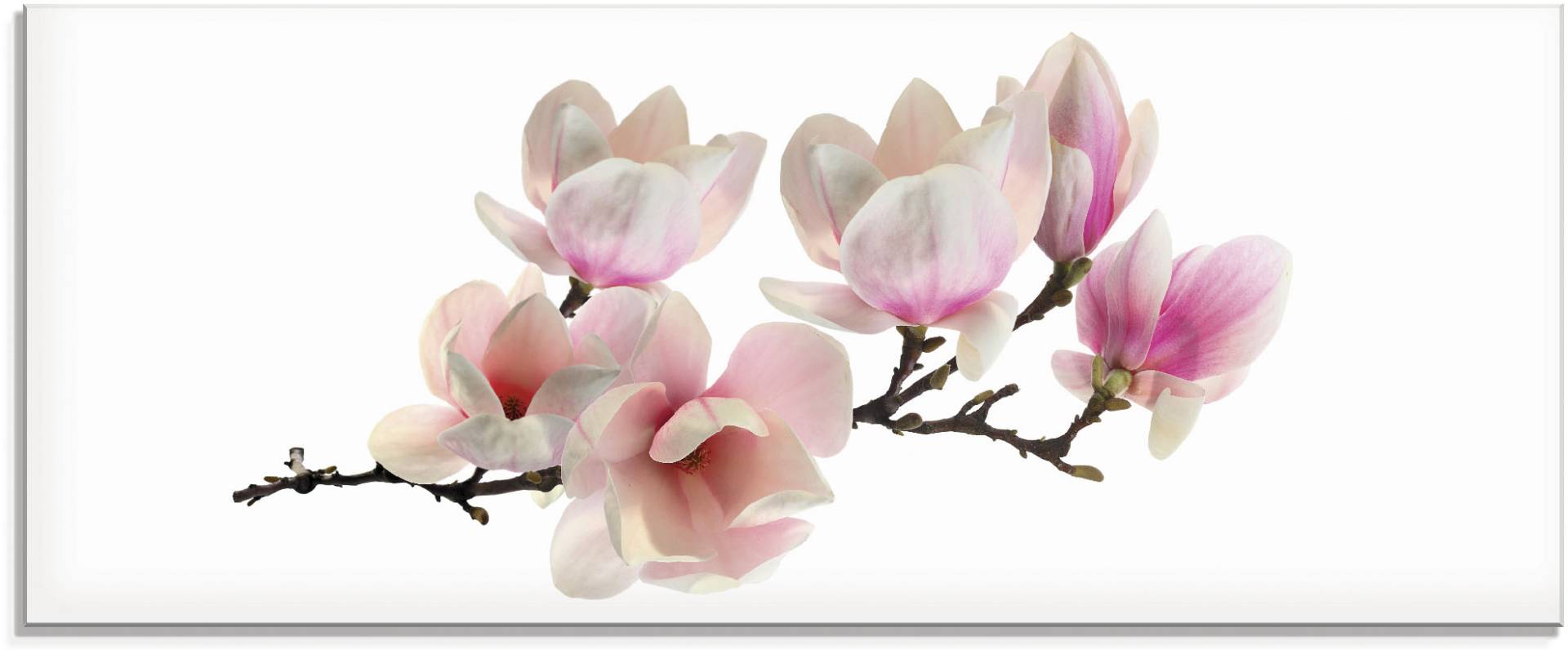 Artland Glasbild »Magnolie«, Blumen, (1 St.) von Artland