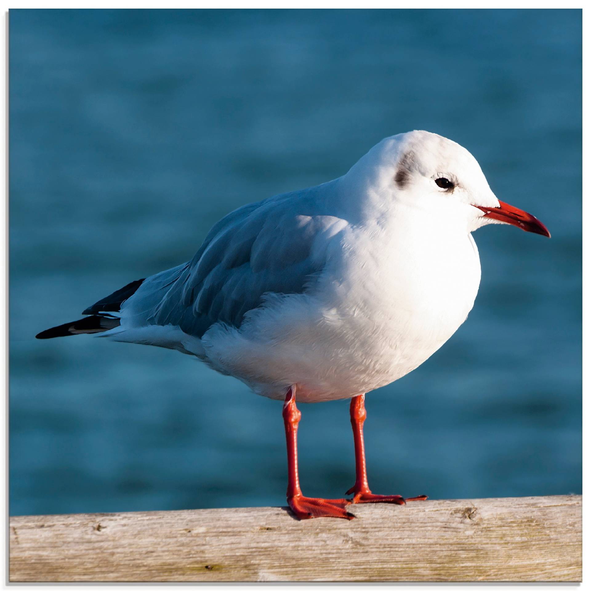Artland Glasbild »Möwe«, Vögel, (1 St.), in verschiedenen Grössen Artland Glasbild »Möwe«, Vögel, (1 St.), in verschiedenen Grössen von Artland