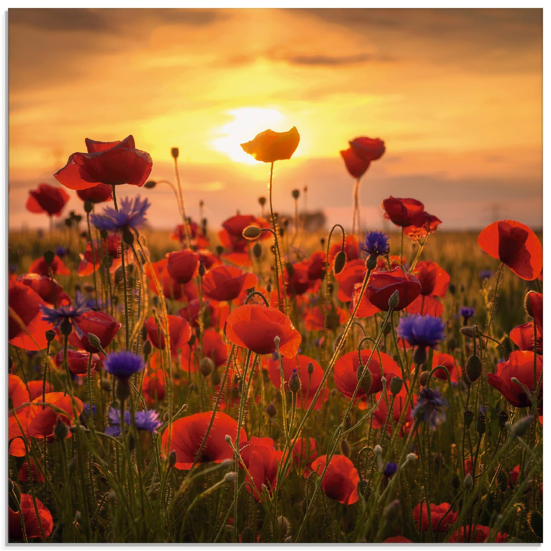 Artland Glasbild »Mohnblumen im Abendlicht«, Blumen, (1 St.), in verschiedenen Grössen Artland Glasbild »Mohnblumen im Abendlicht«, Blumen, (1 St.), in verschiedenen Grössen von Artland