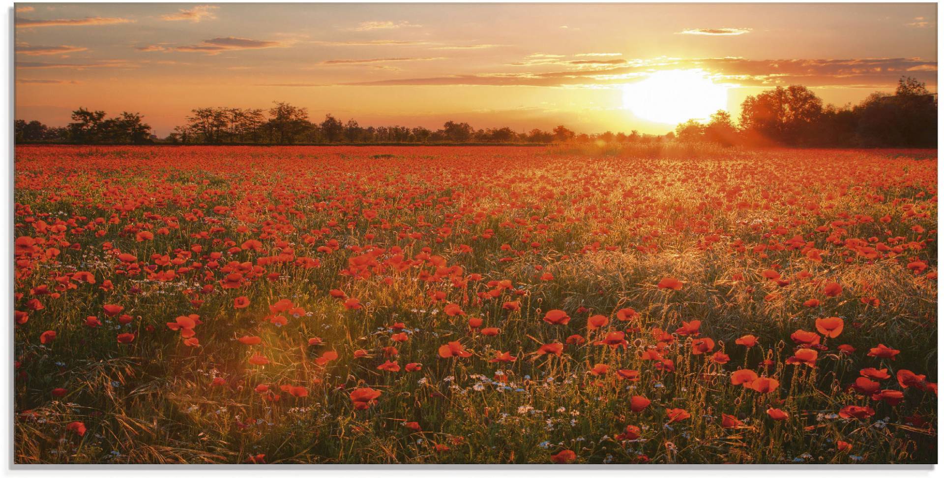 Artland Glasbild »Mohnblumenfeld bei Sonnenuntergang«, Blumen, (1 St.) von Artland