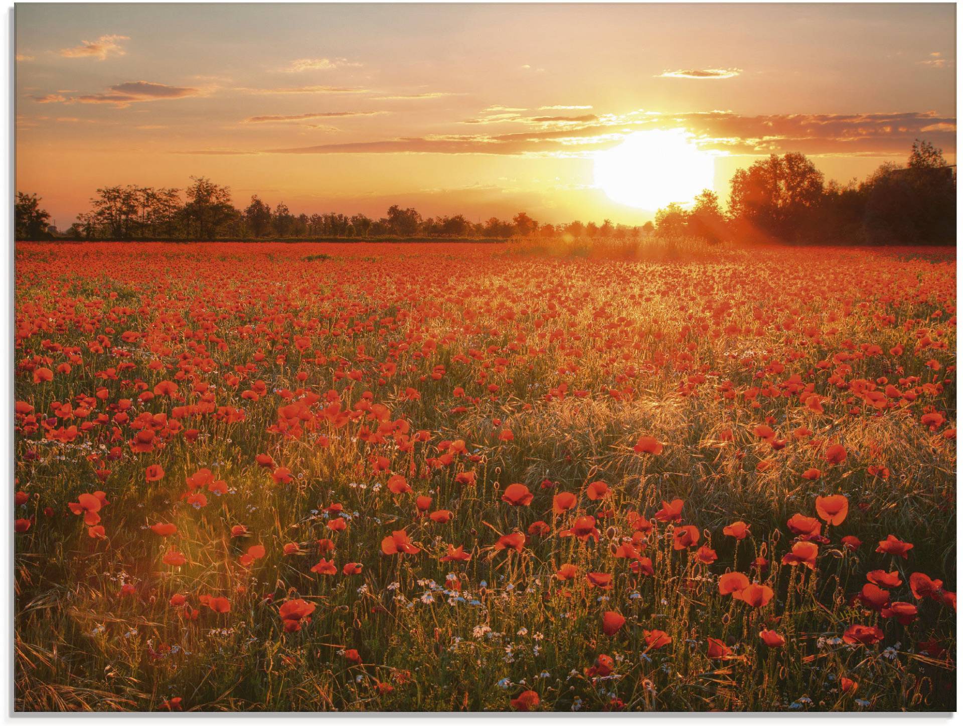 Artland Glasbild »Mohnblumenfeld bei Sonnenuntergang«, Blumen, (1 St.) von Artland