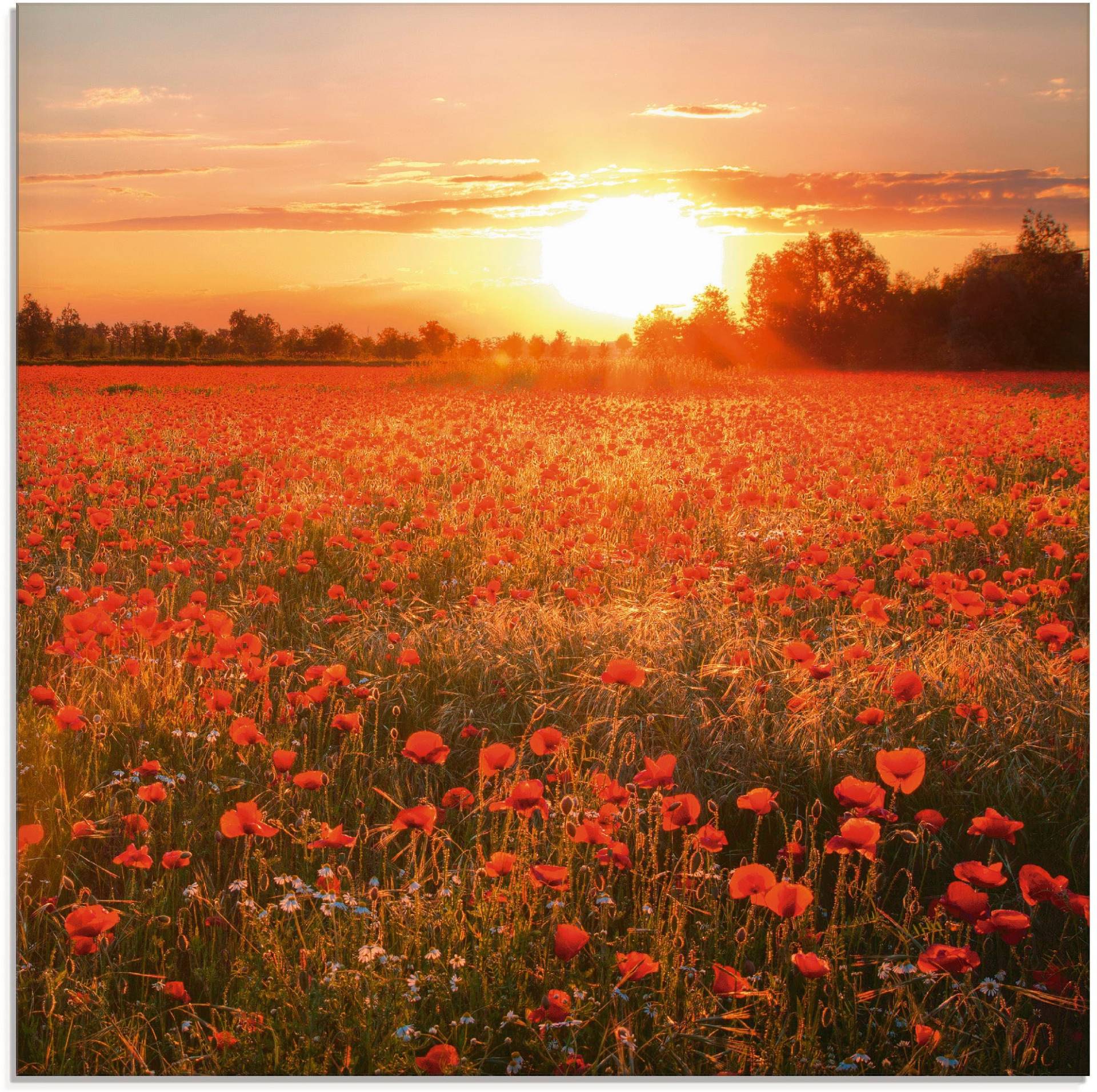 Artland Glasbild »Mohnblumenfeld bei Sonnenuntergang«, Blumen, (1 St.), in verschiedenen Grössen Artland Glasbild »Mohnblumenfeld bei Sonnenuntergang«, Blumen, (1 St.), in verschiedenen Grössen von Artland